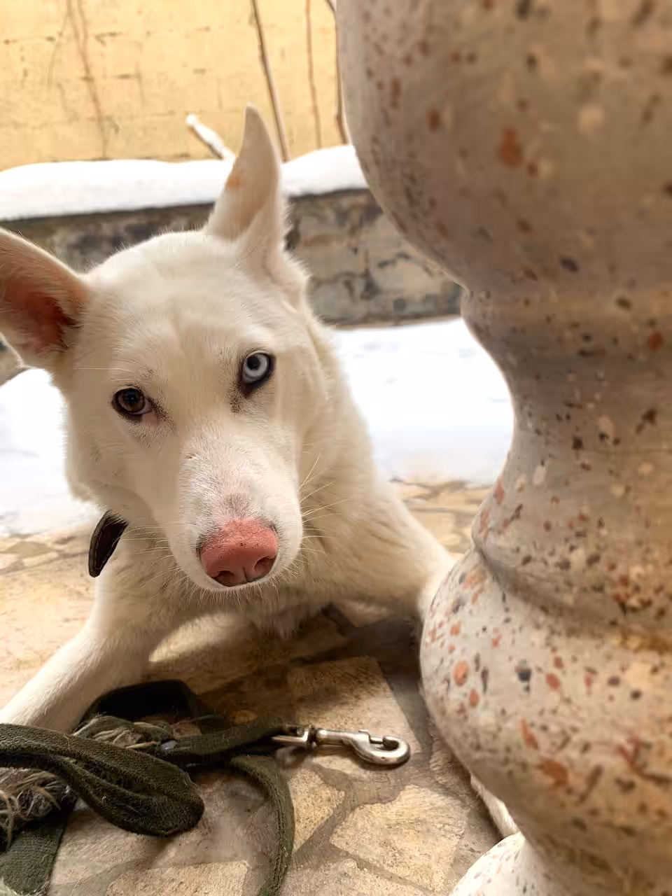 Cute white dog with amazing eyes