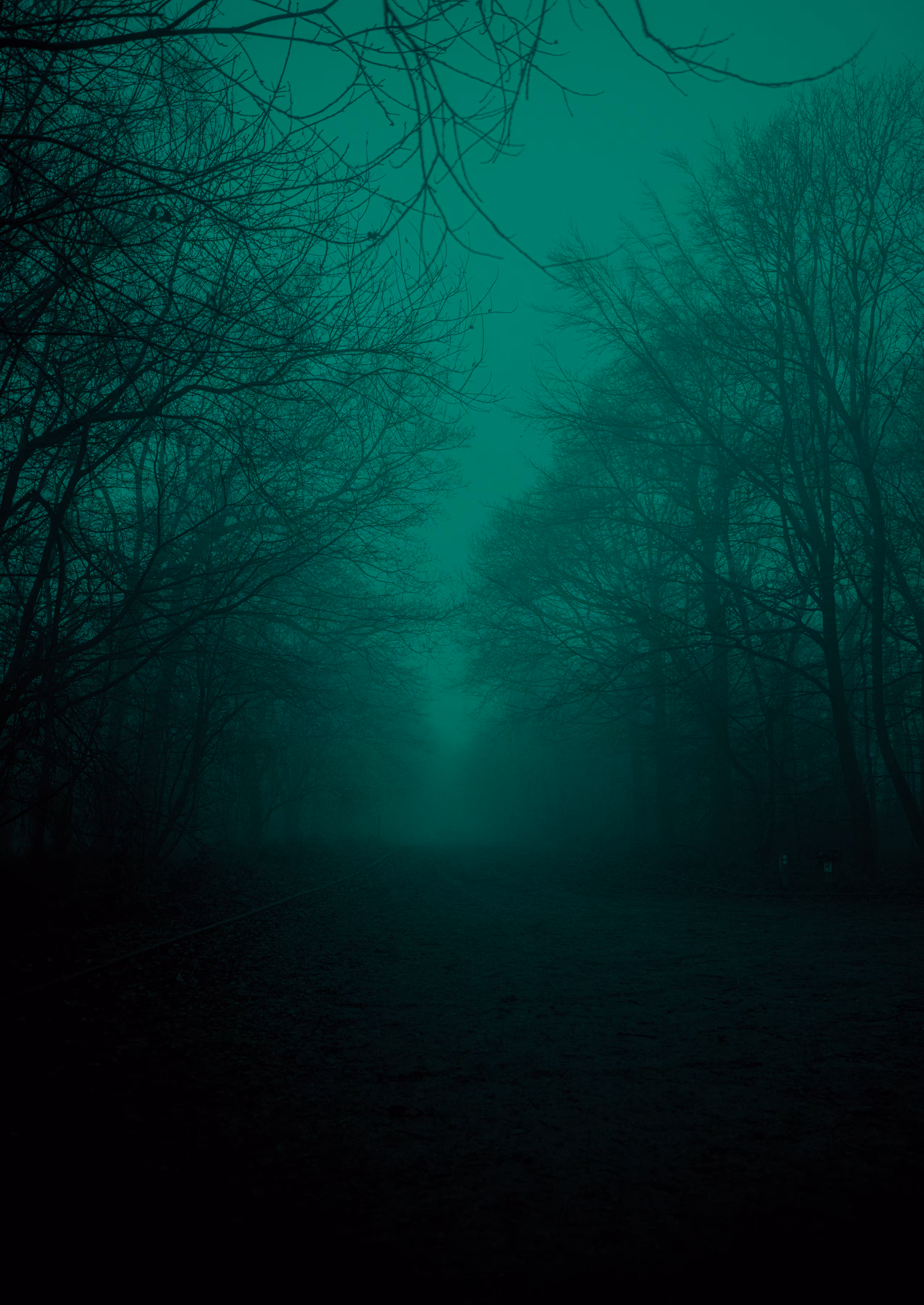 Long winter walks through the fog