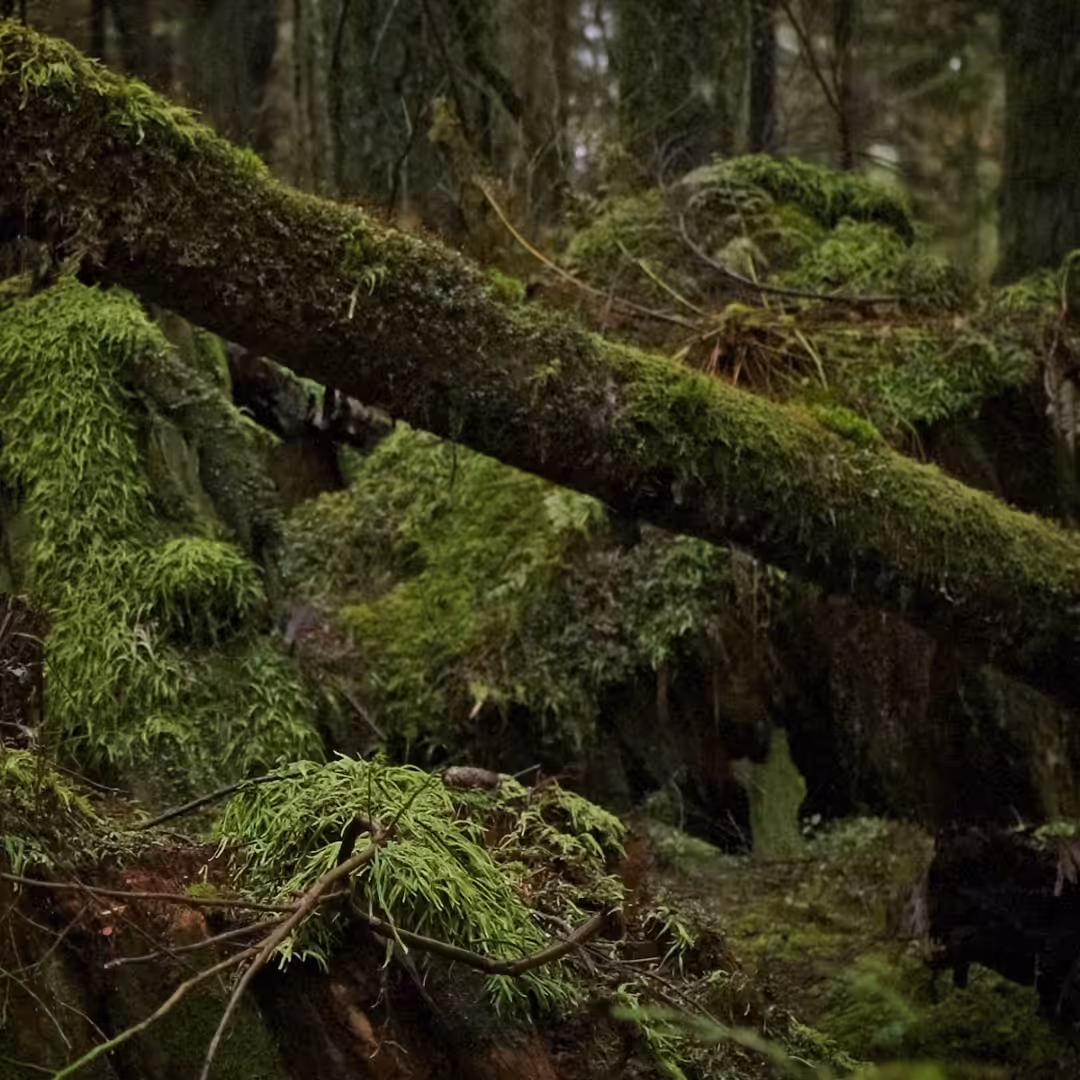 Moss