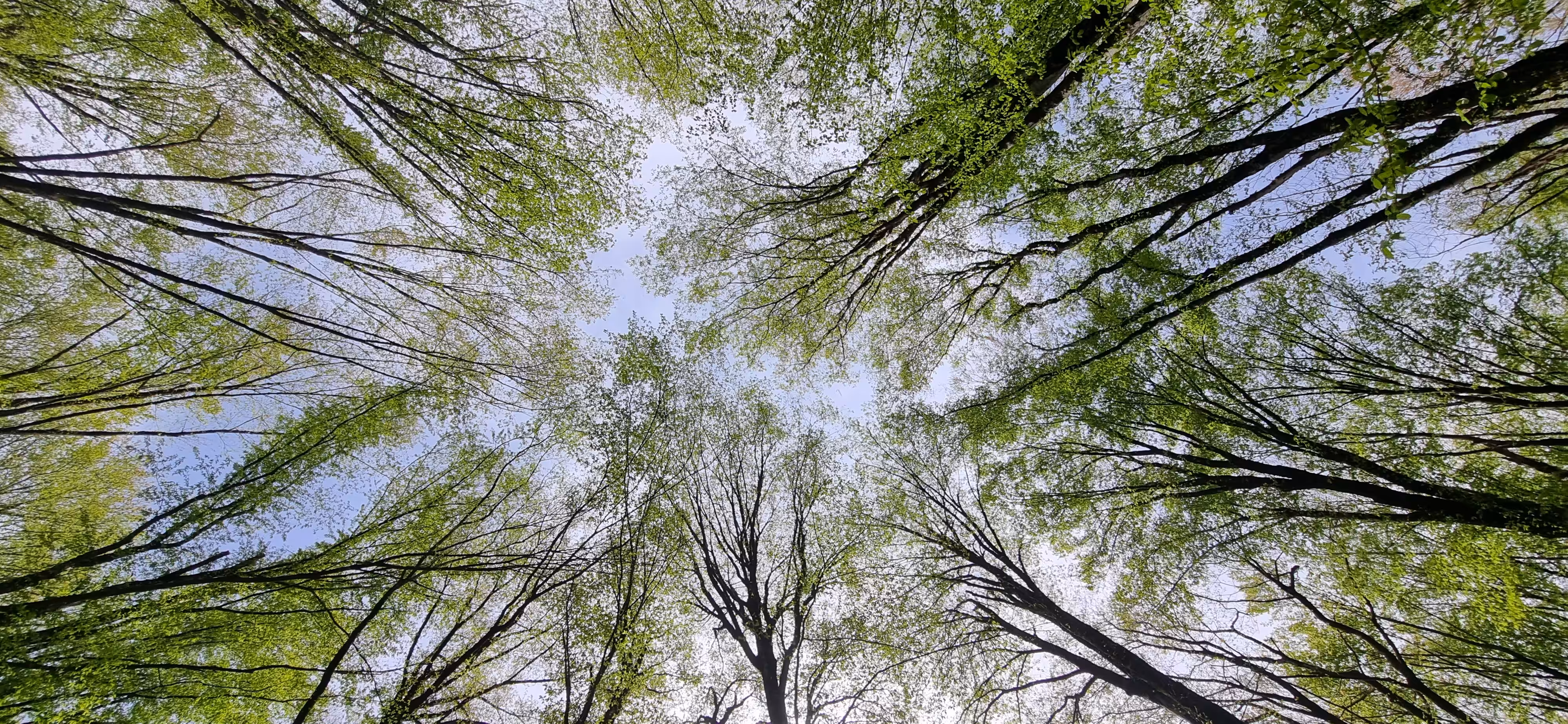 Forest-2