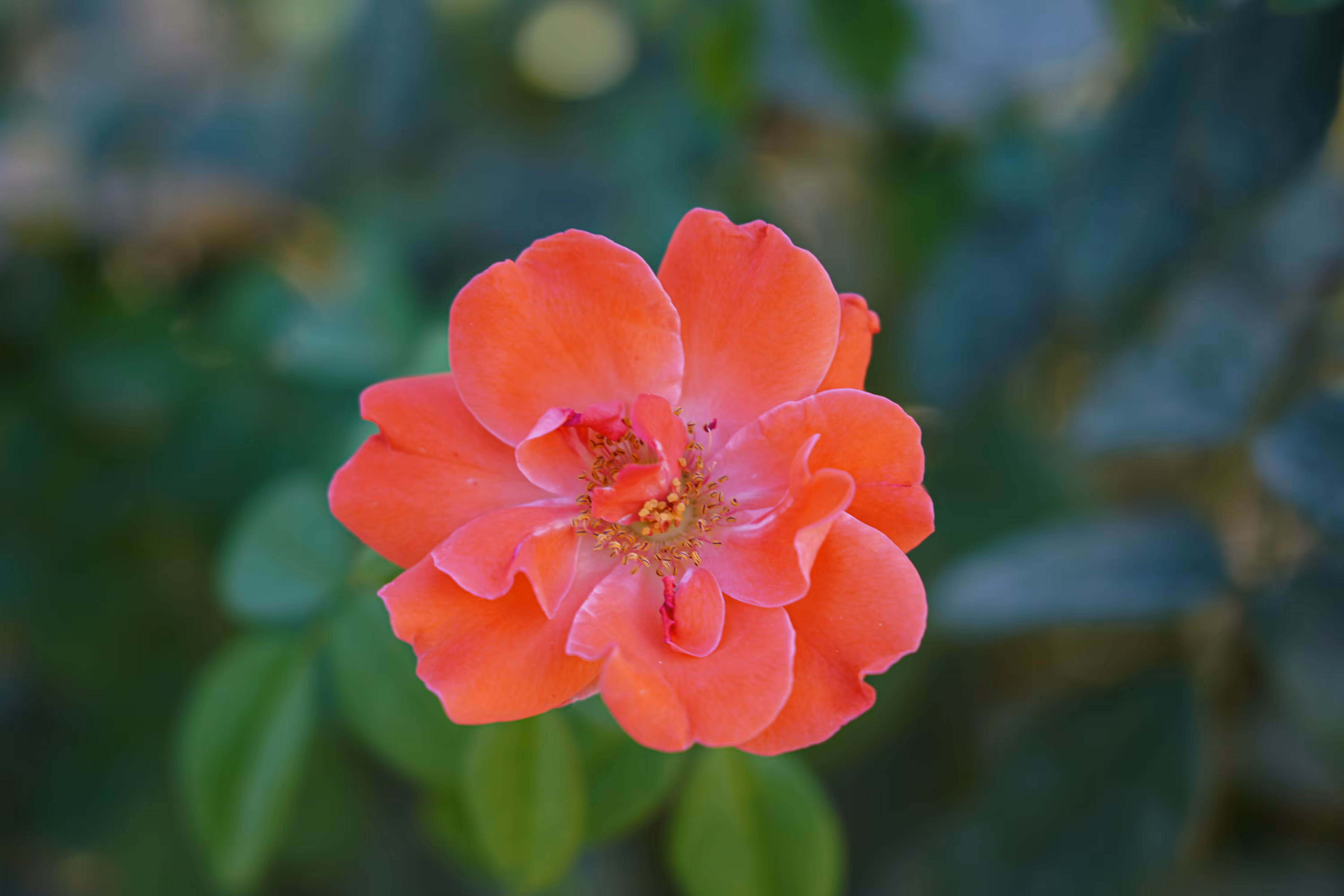 flowers: Fiery Blossom