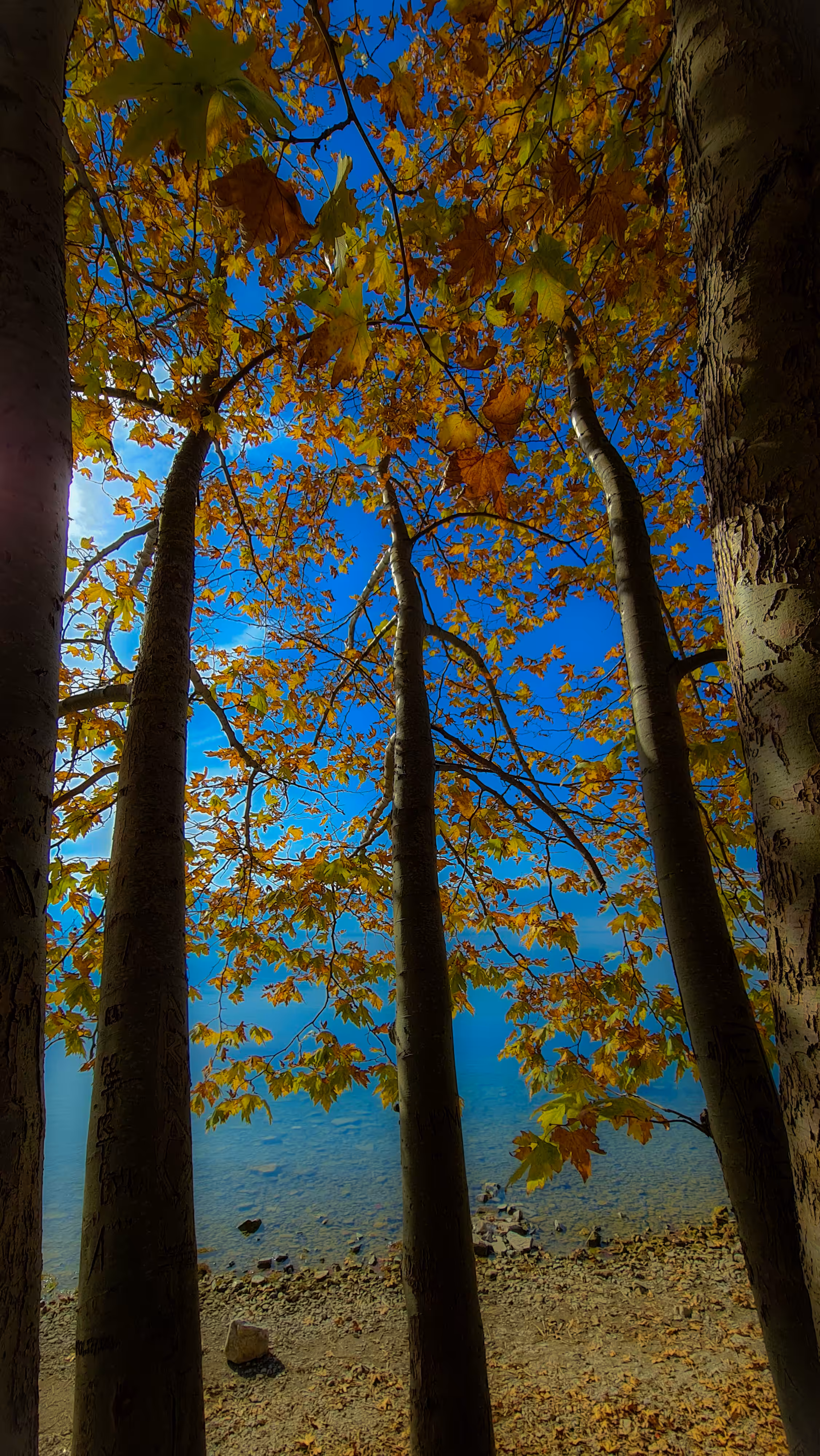 Trees on the water.. #1