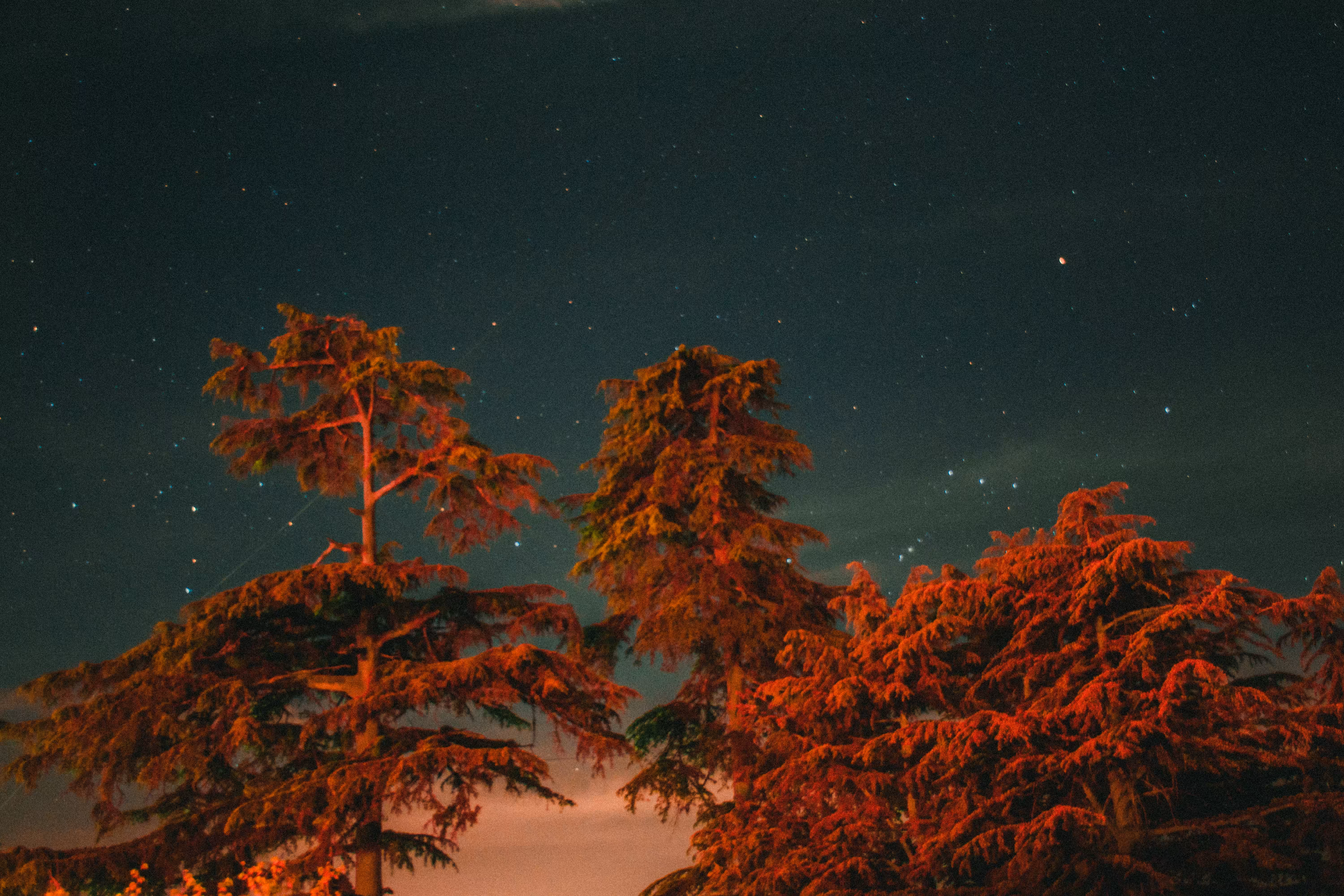 Crimson Trees