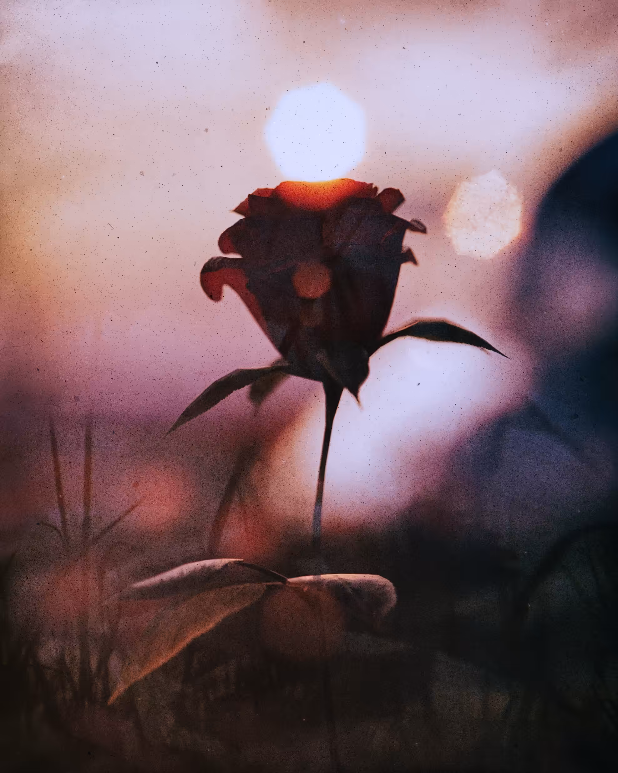 flowers don’t tell, they show