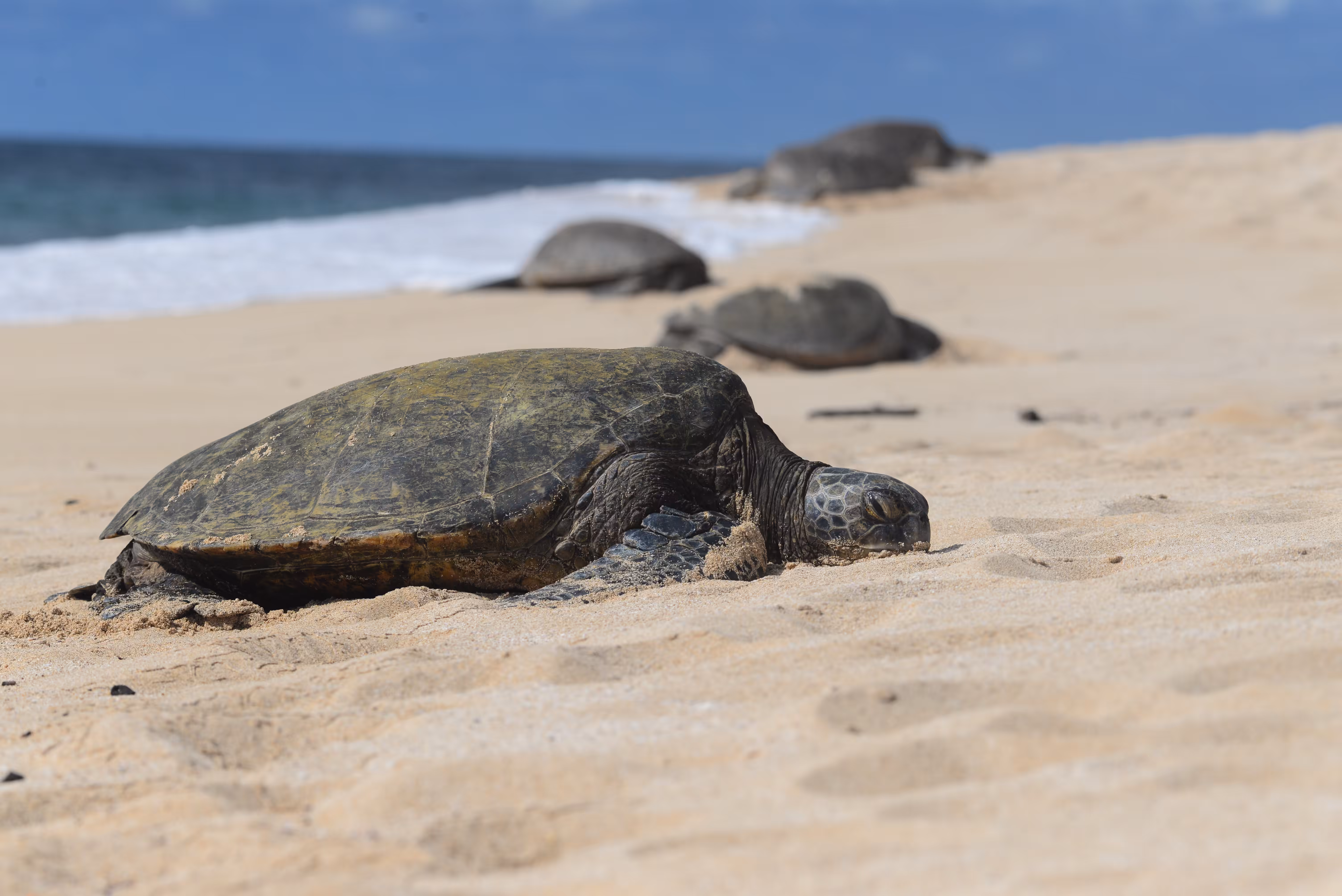 Five Honu