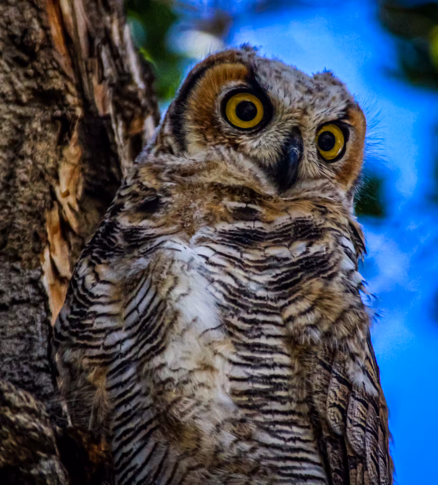Photo Gardens: Great Horned Owl looking away