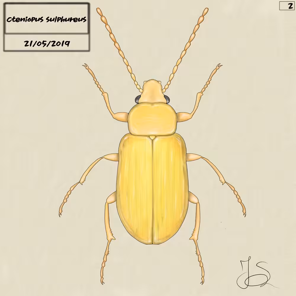 Sulphur Beetle