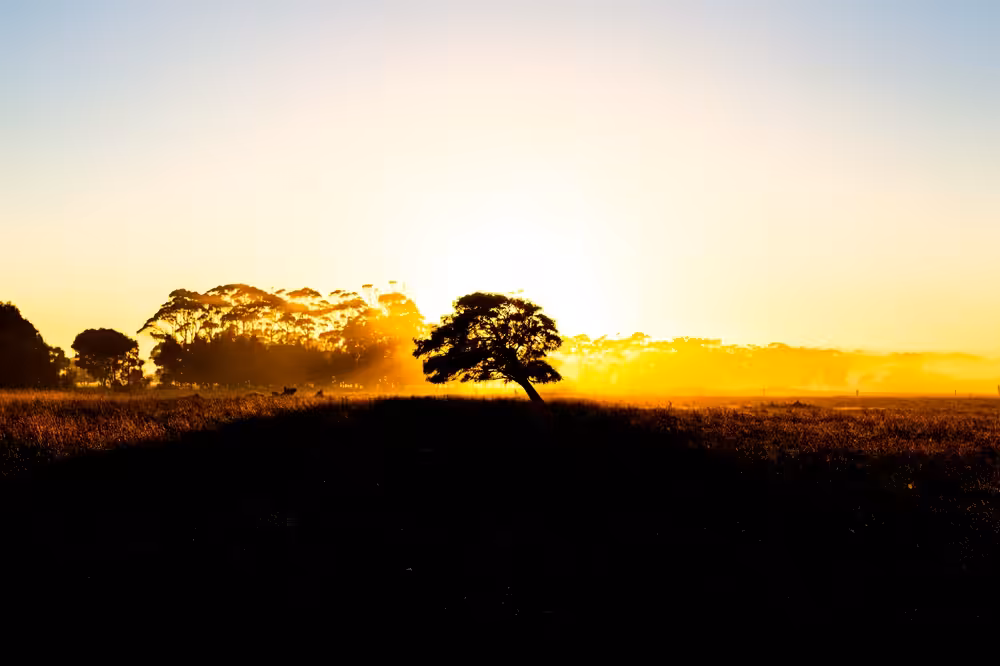 Golden Morning Light