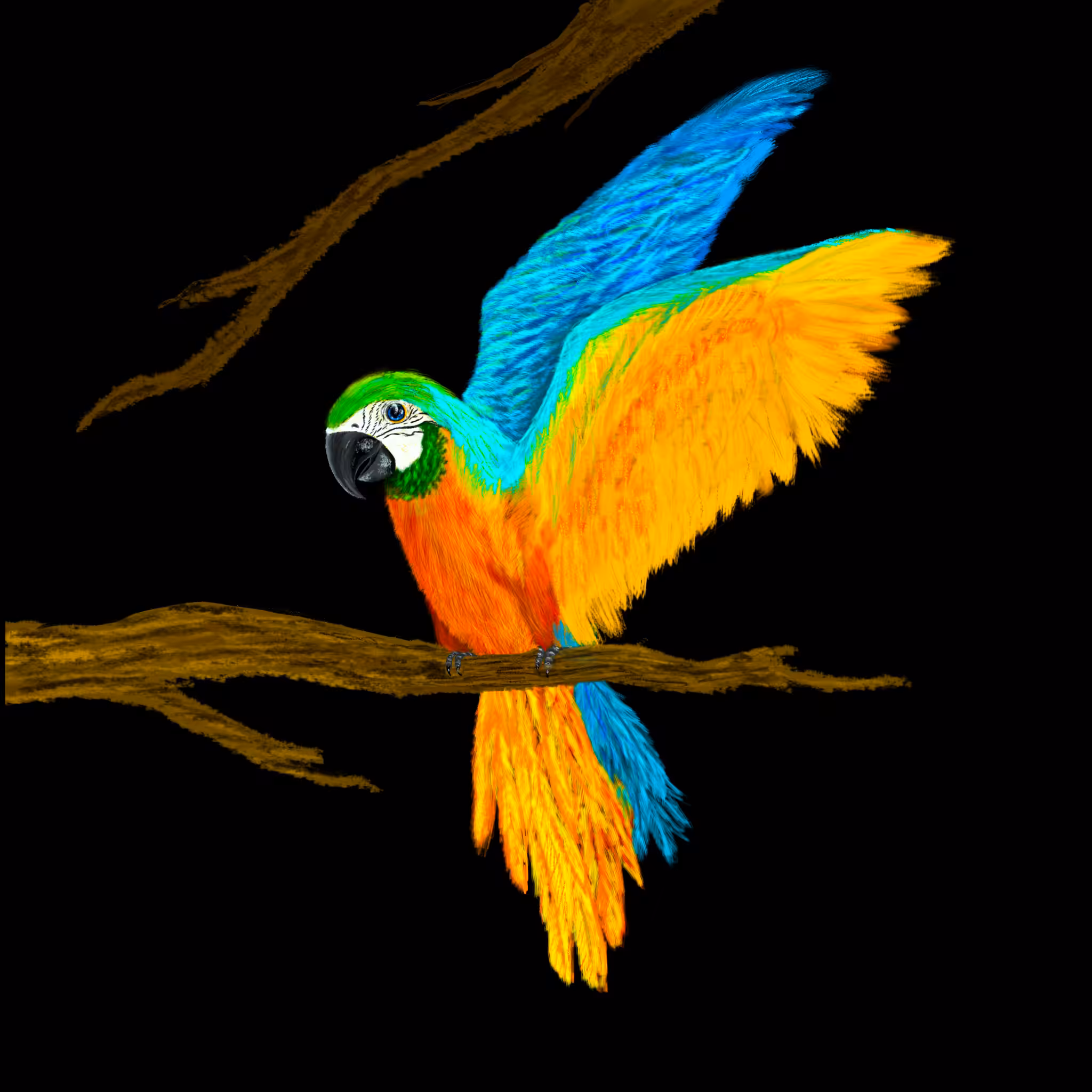 THE COLOURFUL APPEARANCE