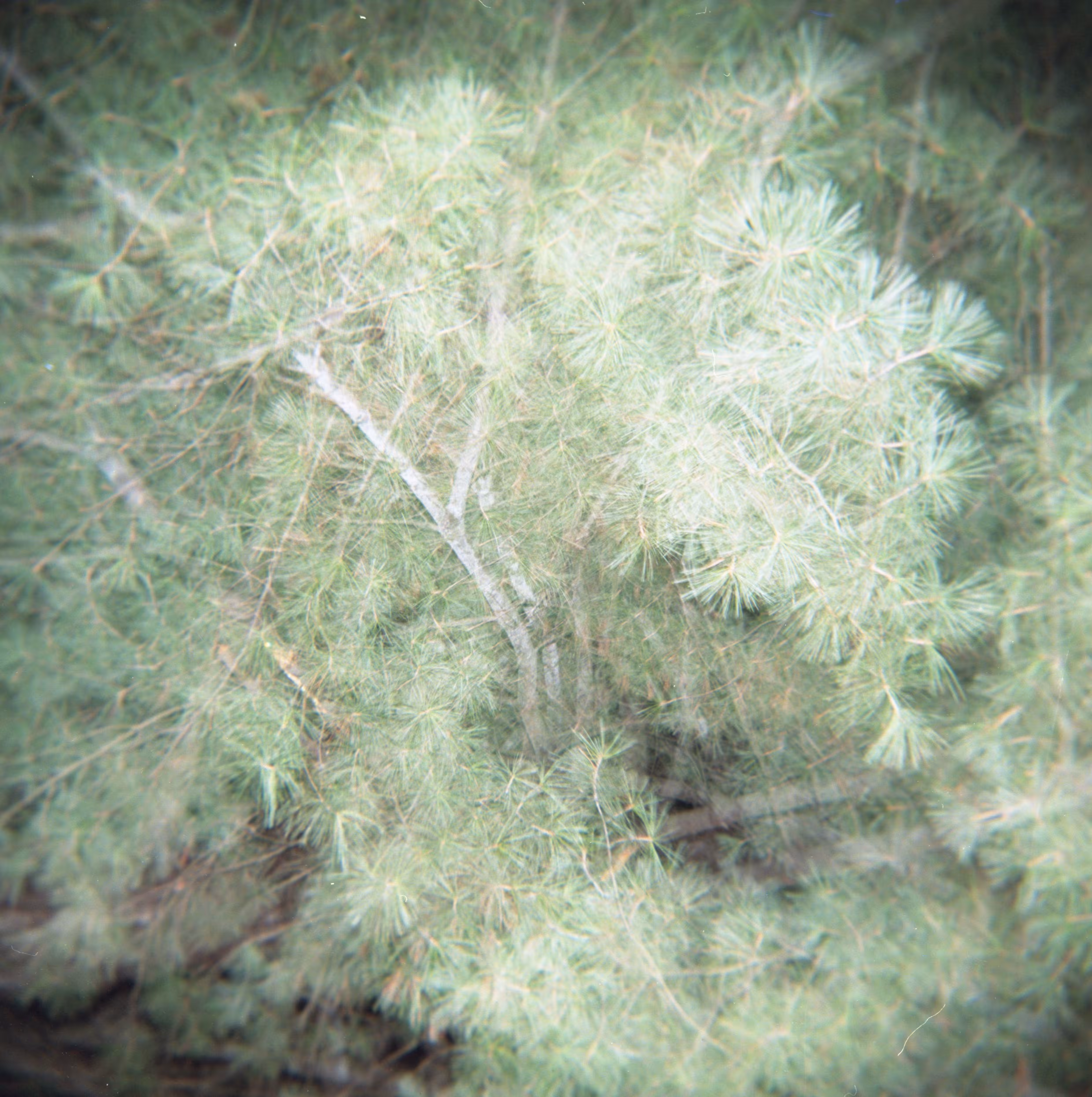 Shot on Holga #40: Tangled