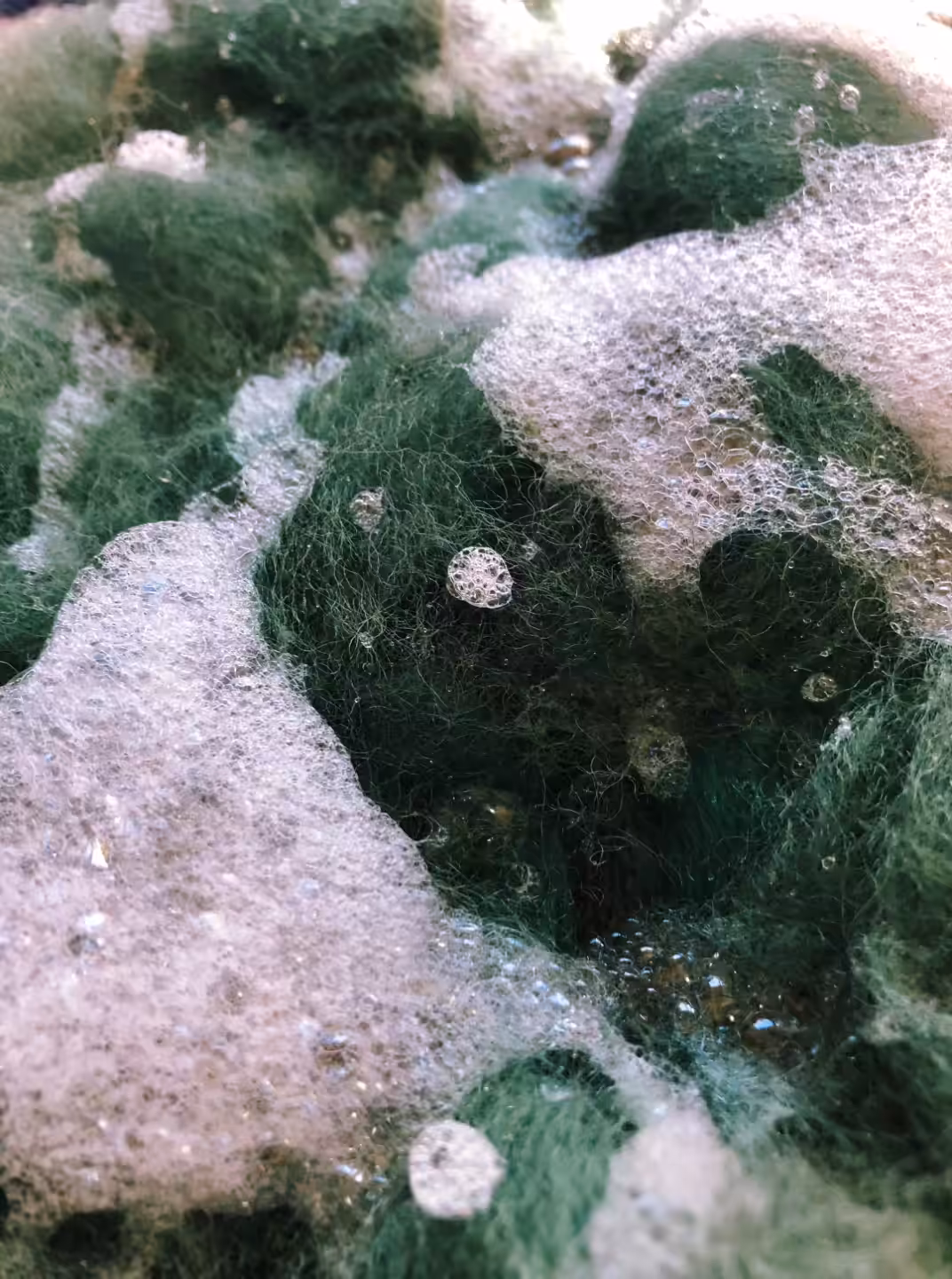 Moss Foam