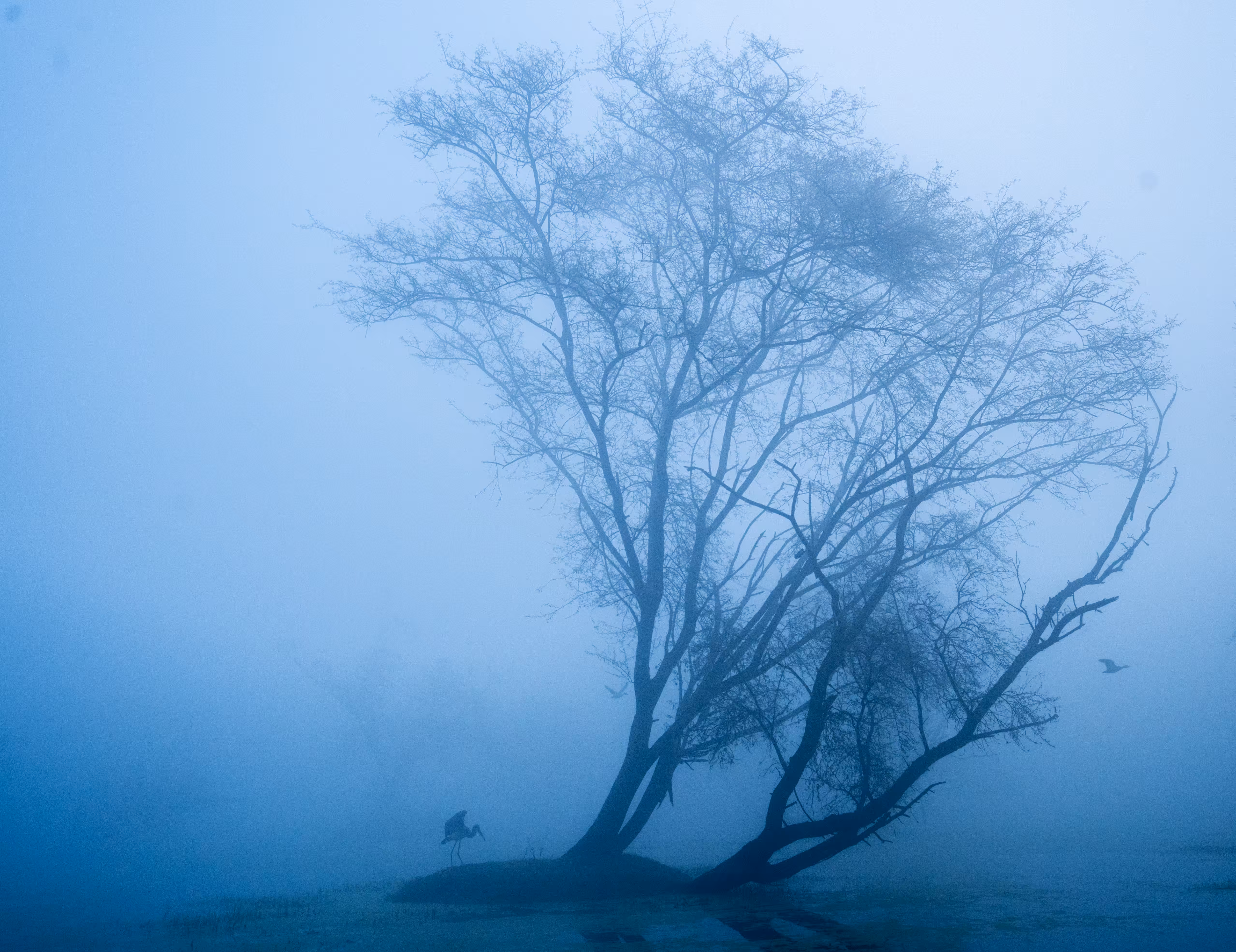 Under the Tree