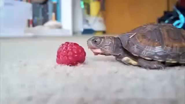 Baby Turtle Eating a Raspberry