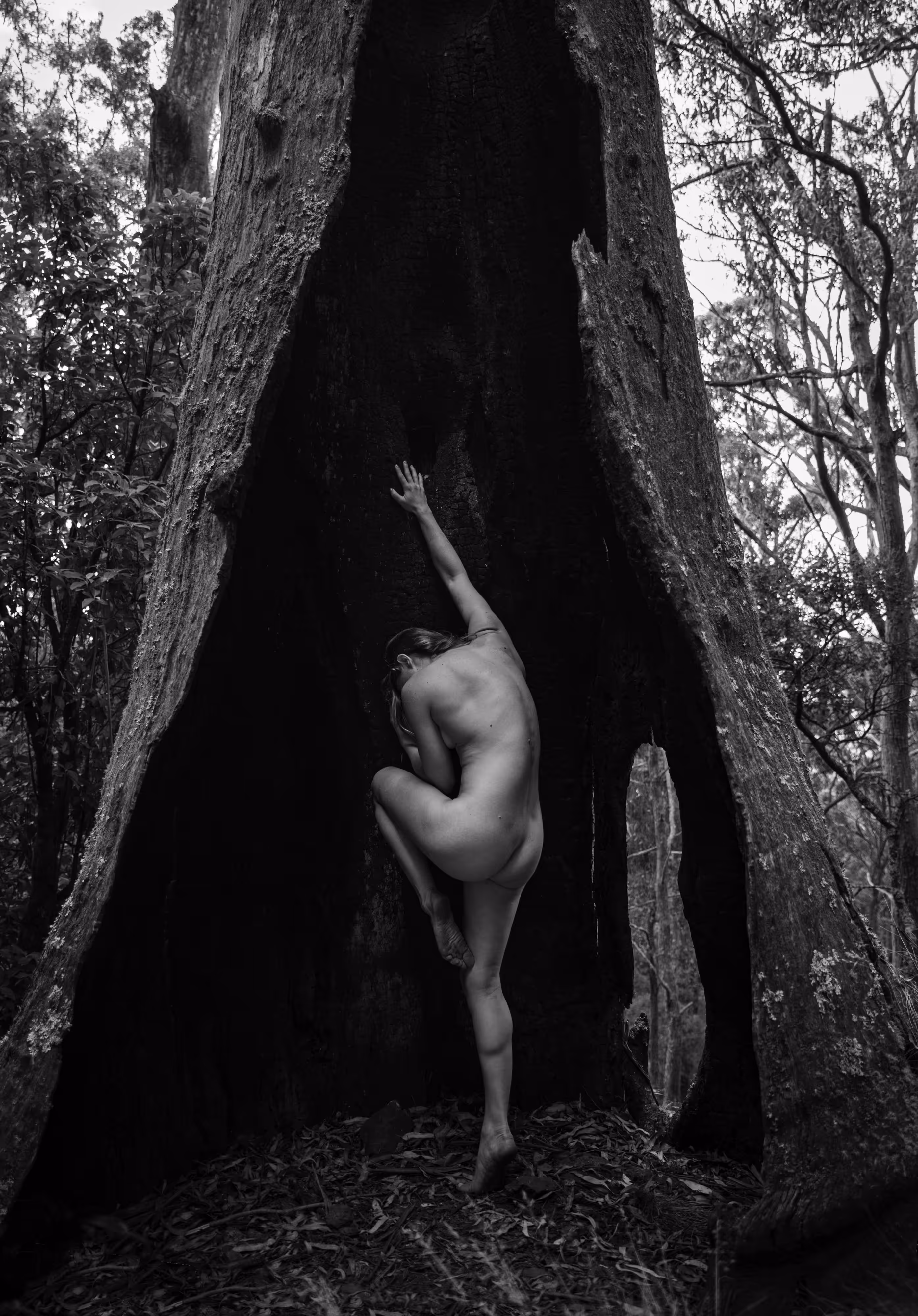 Lucy Tree 2