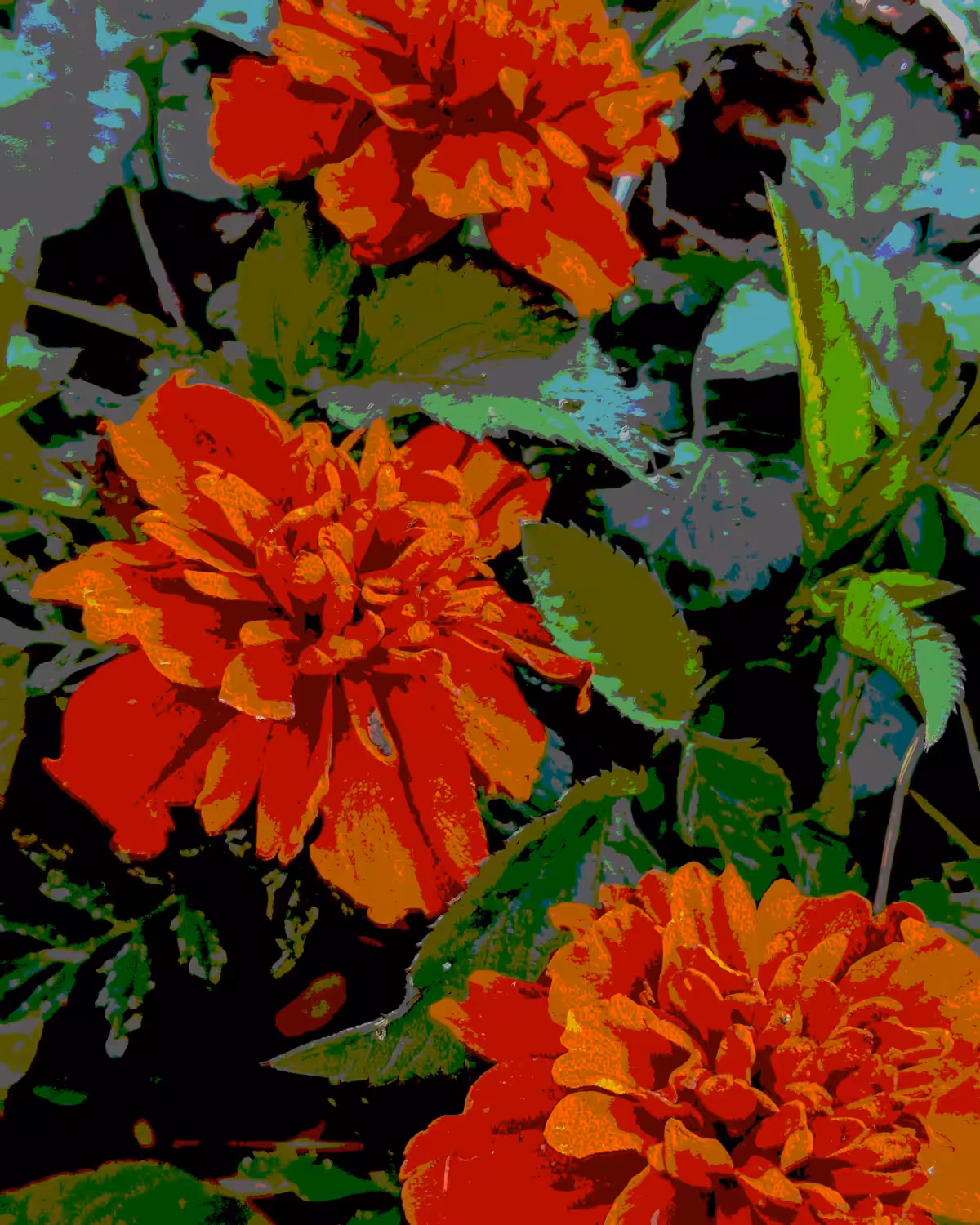 .marigold
