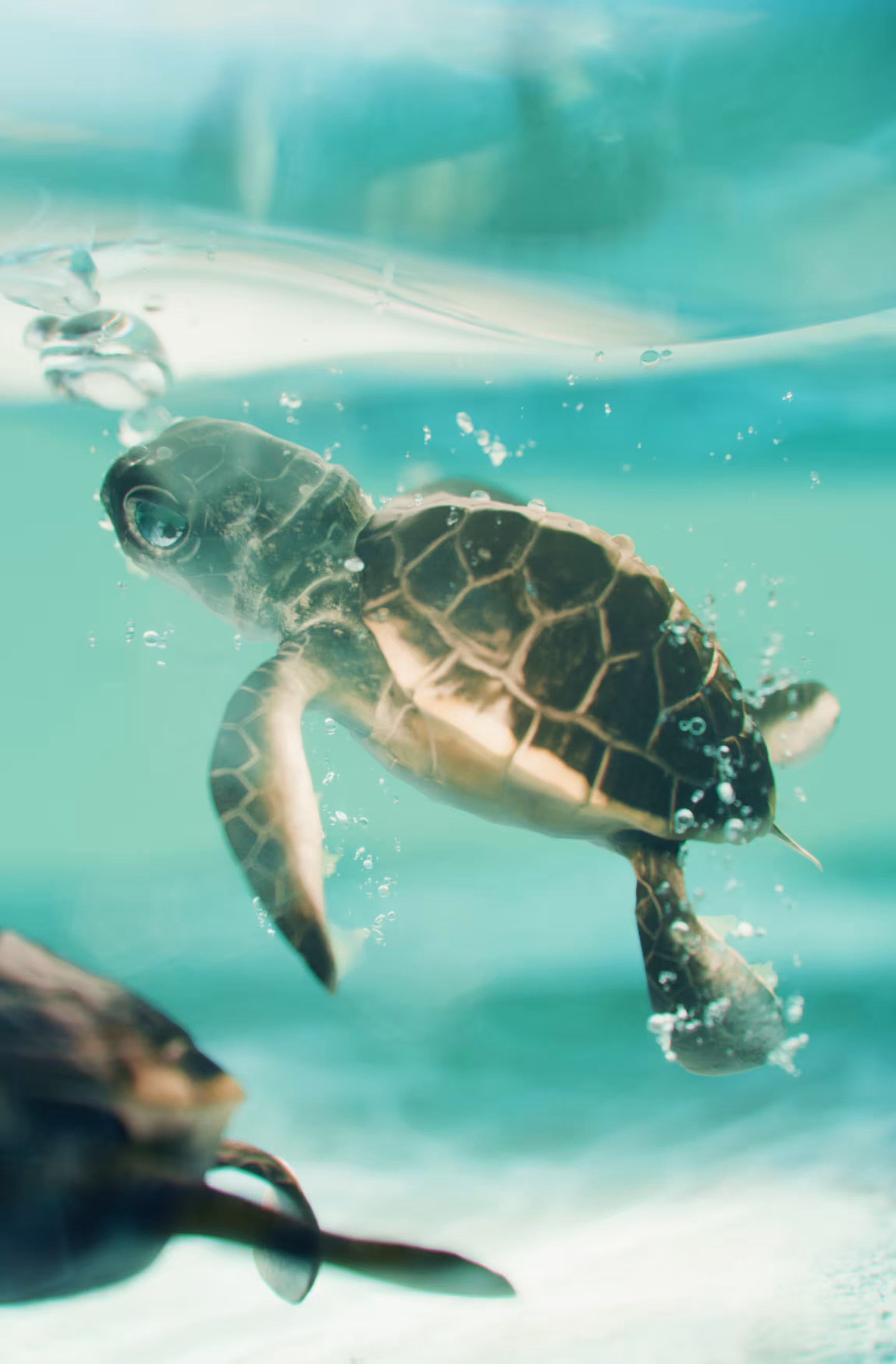 #01 .  A Baby Turtle