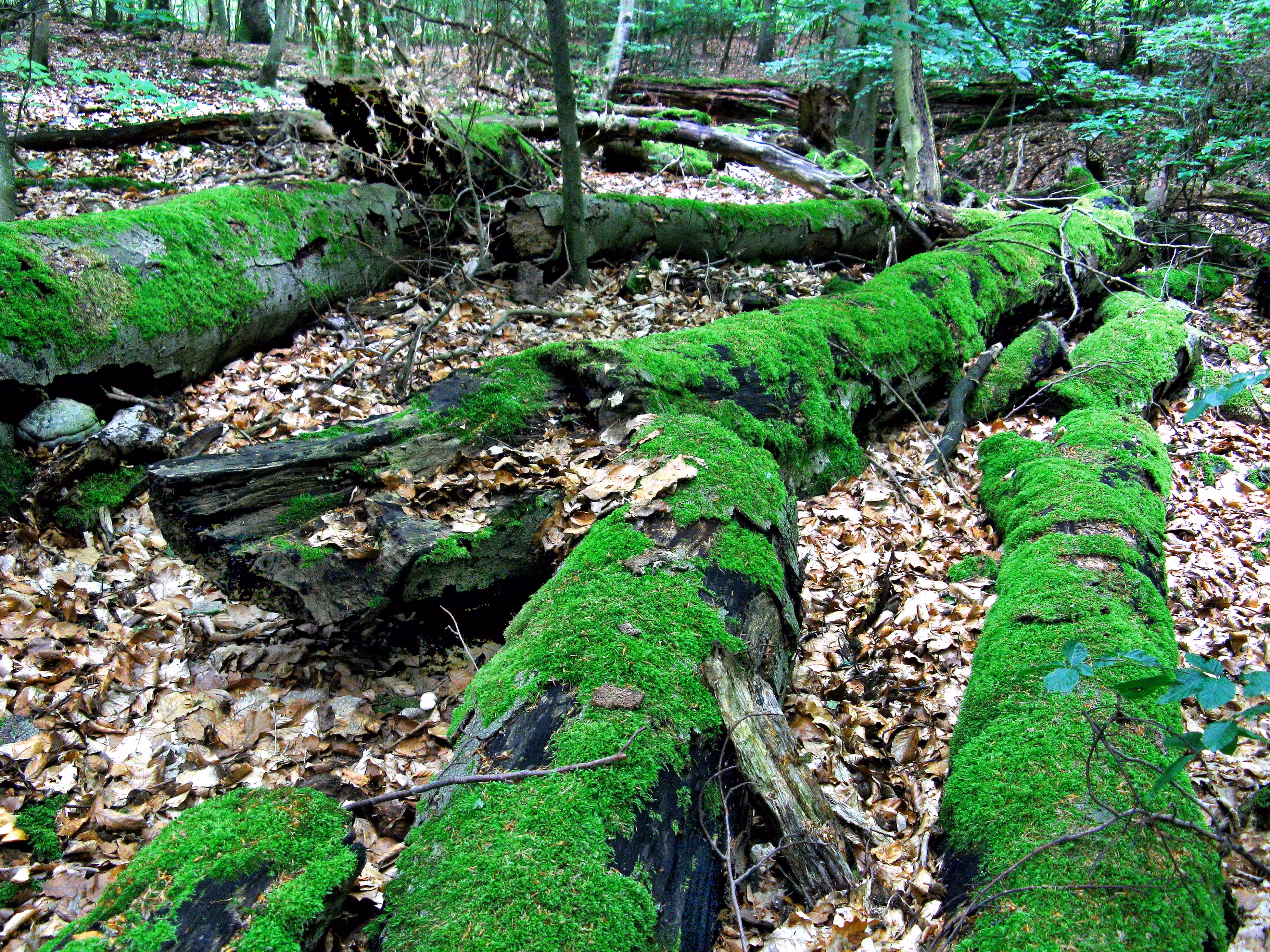 Deep In The Woods