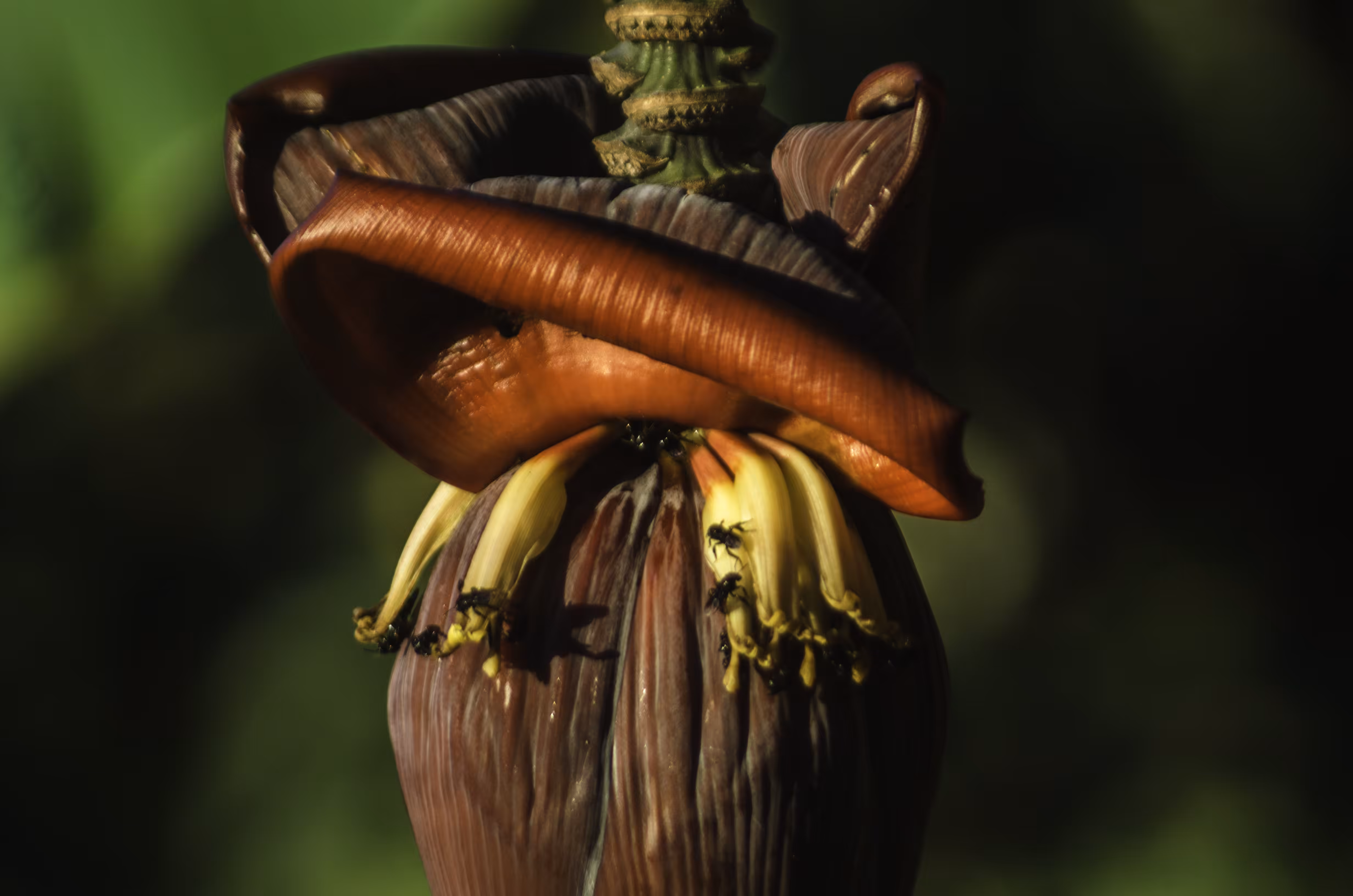 Banana tree heart