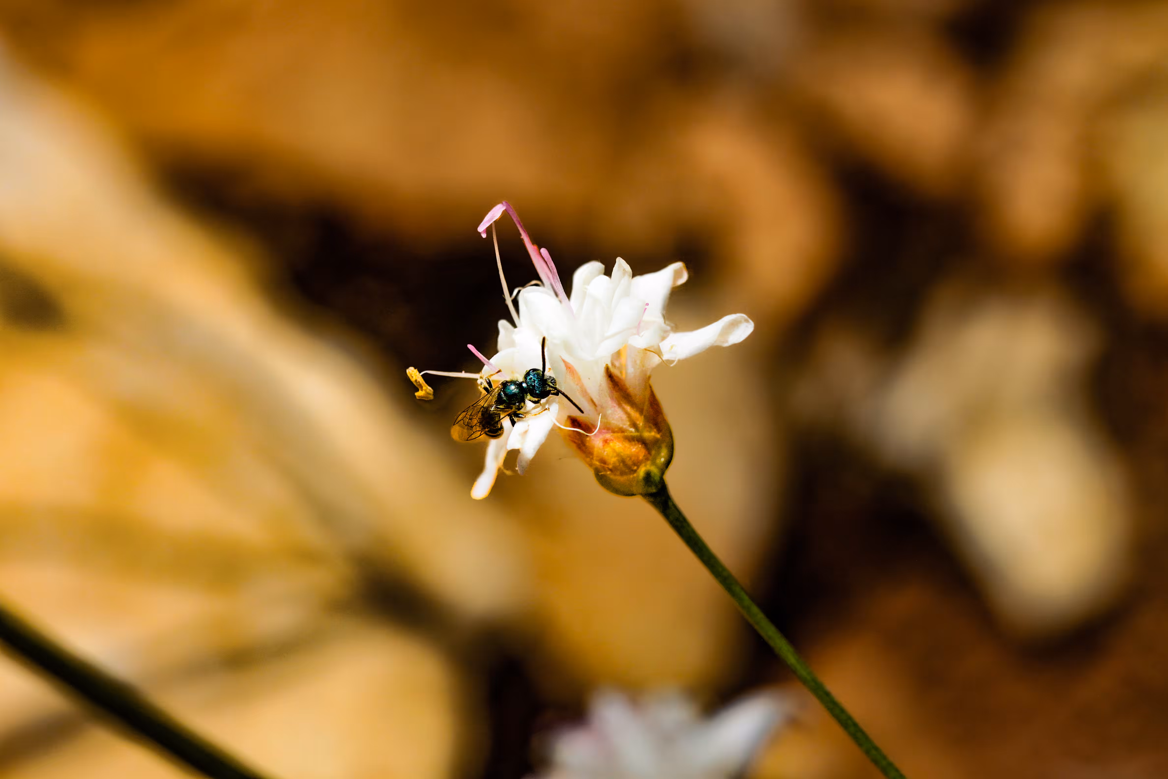 𝘊𝘦𝘱𝘩𝘢𝘭𝘢𝘳𝘪𝘢 𝘴𝘤𝘰𝘱𝘢𝘳𝘪𝘢 - A Rare and Endemic 