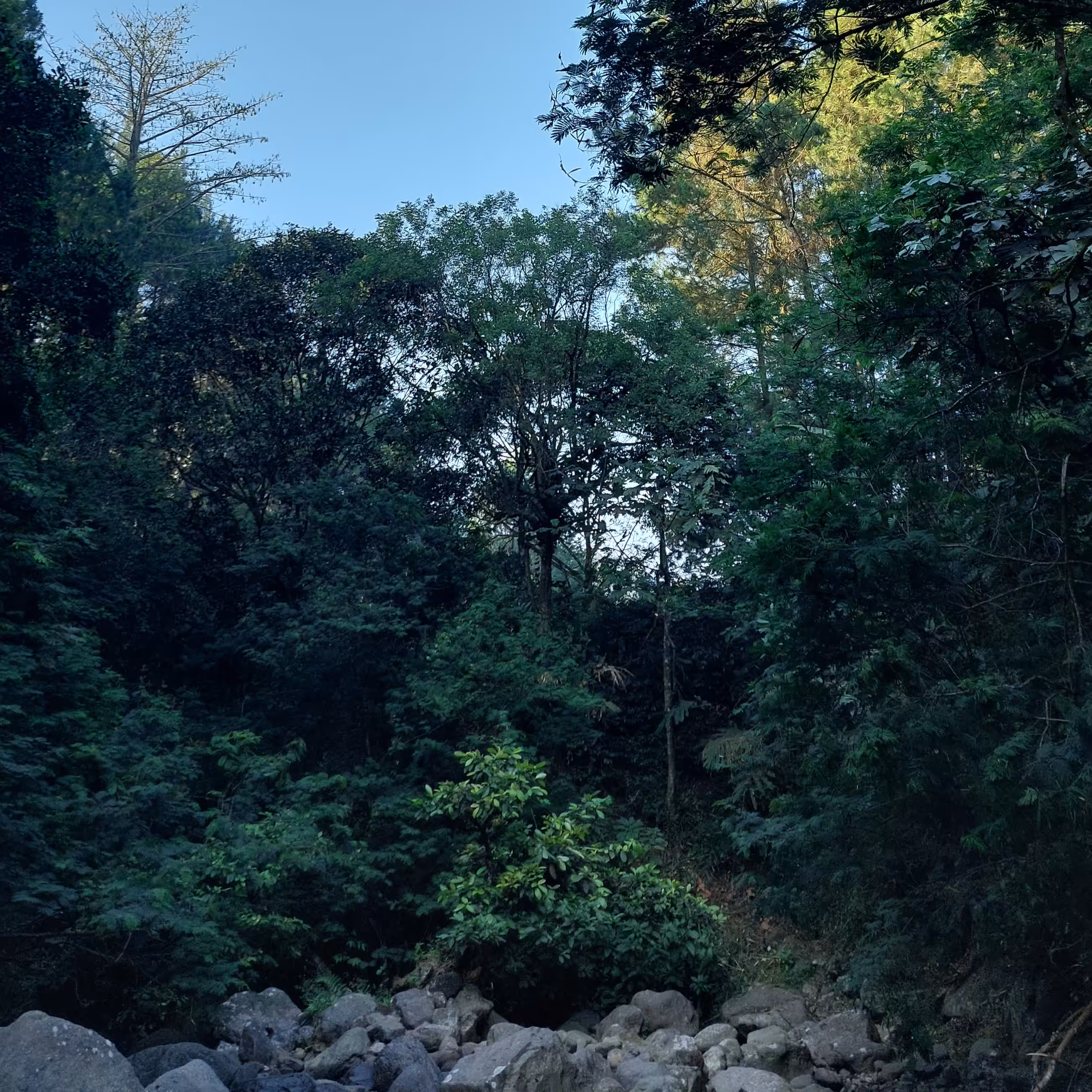 old days spot