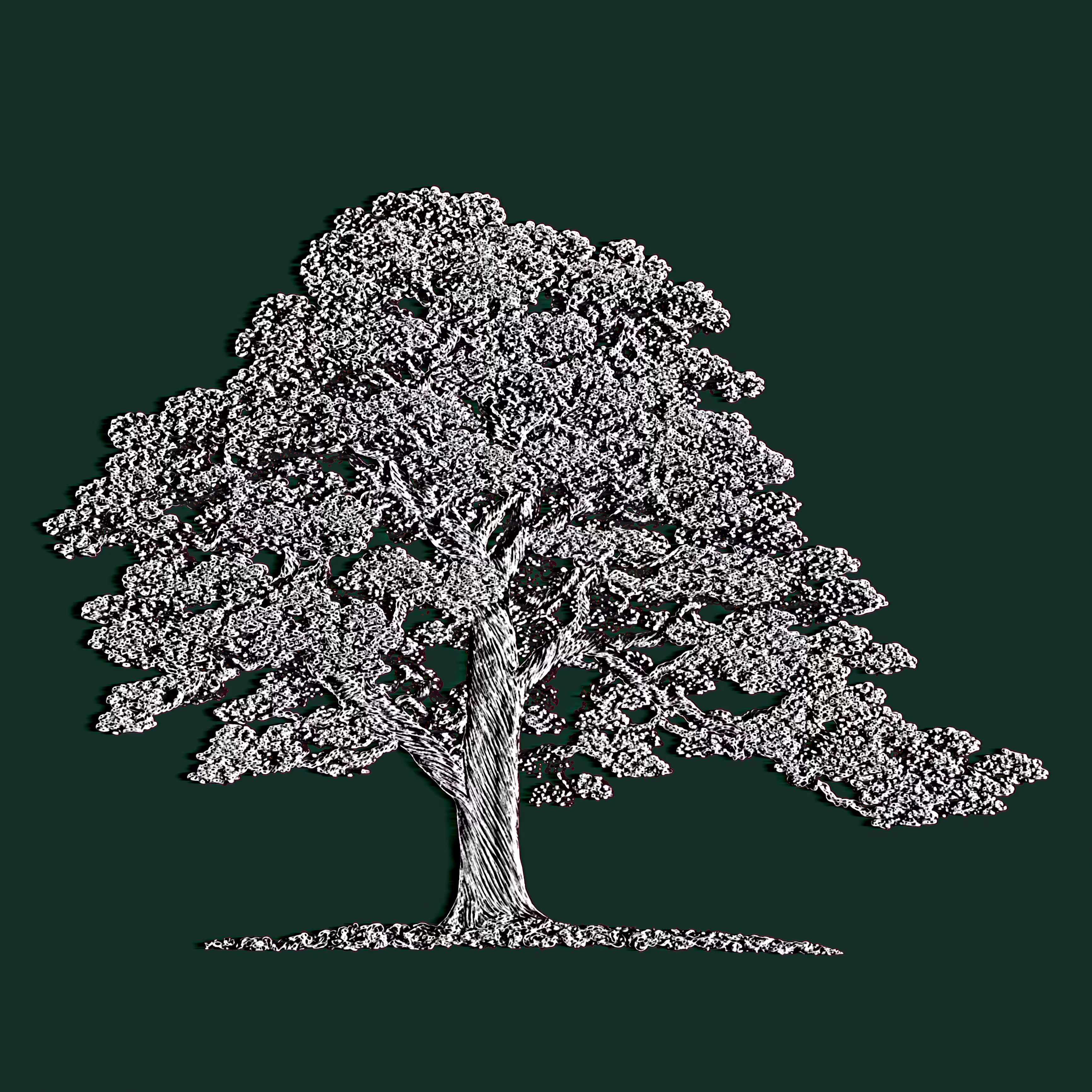 Lil Oak