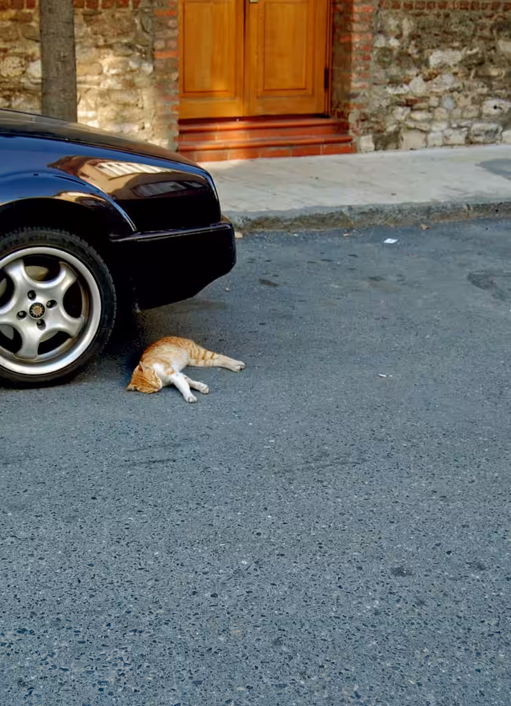 Istanbul cat