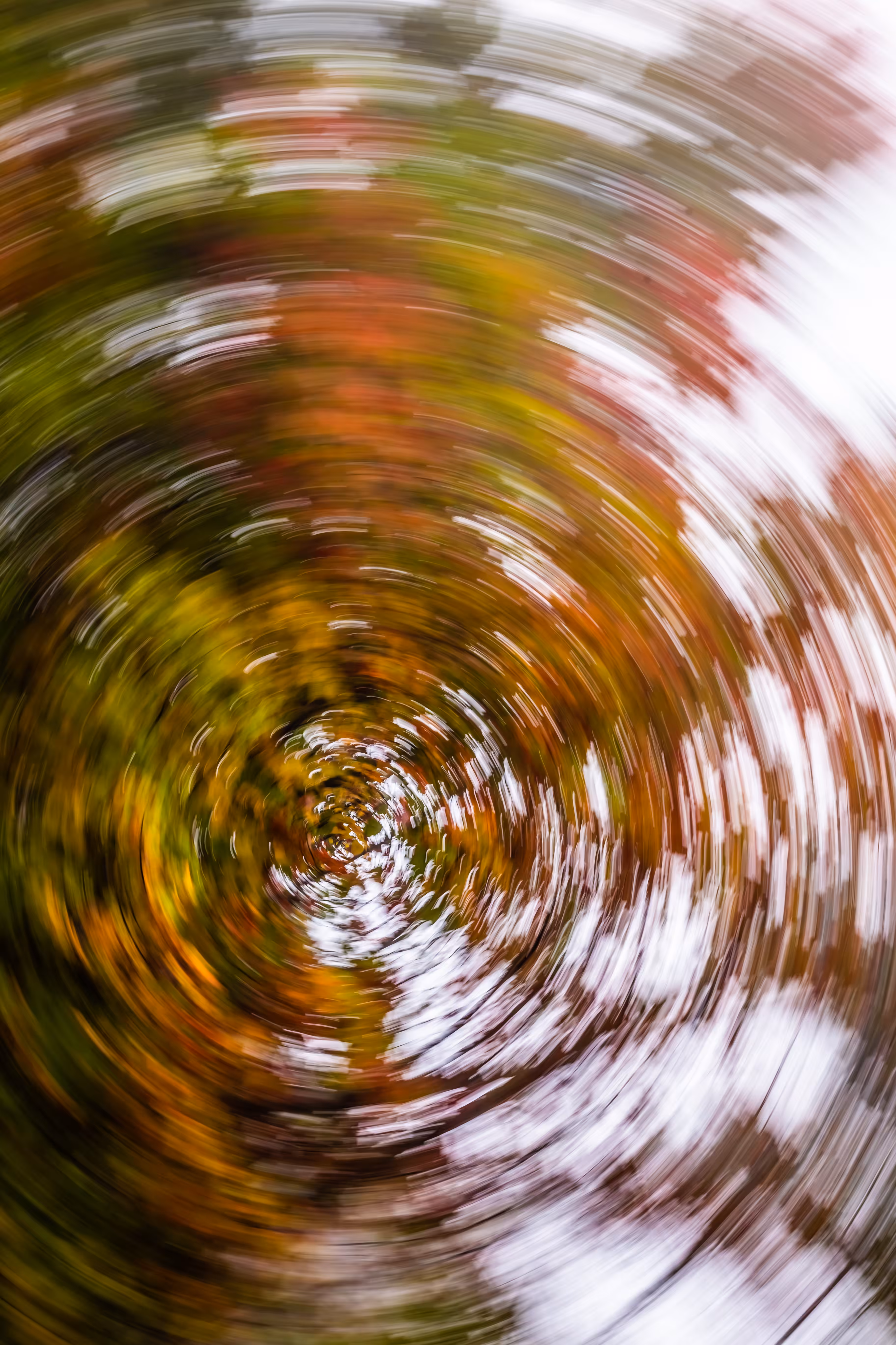 Tree Rings #47 - Exuberant