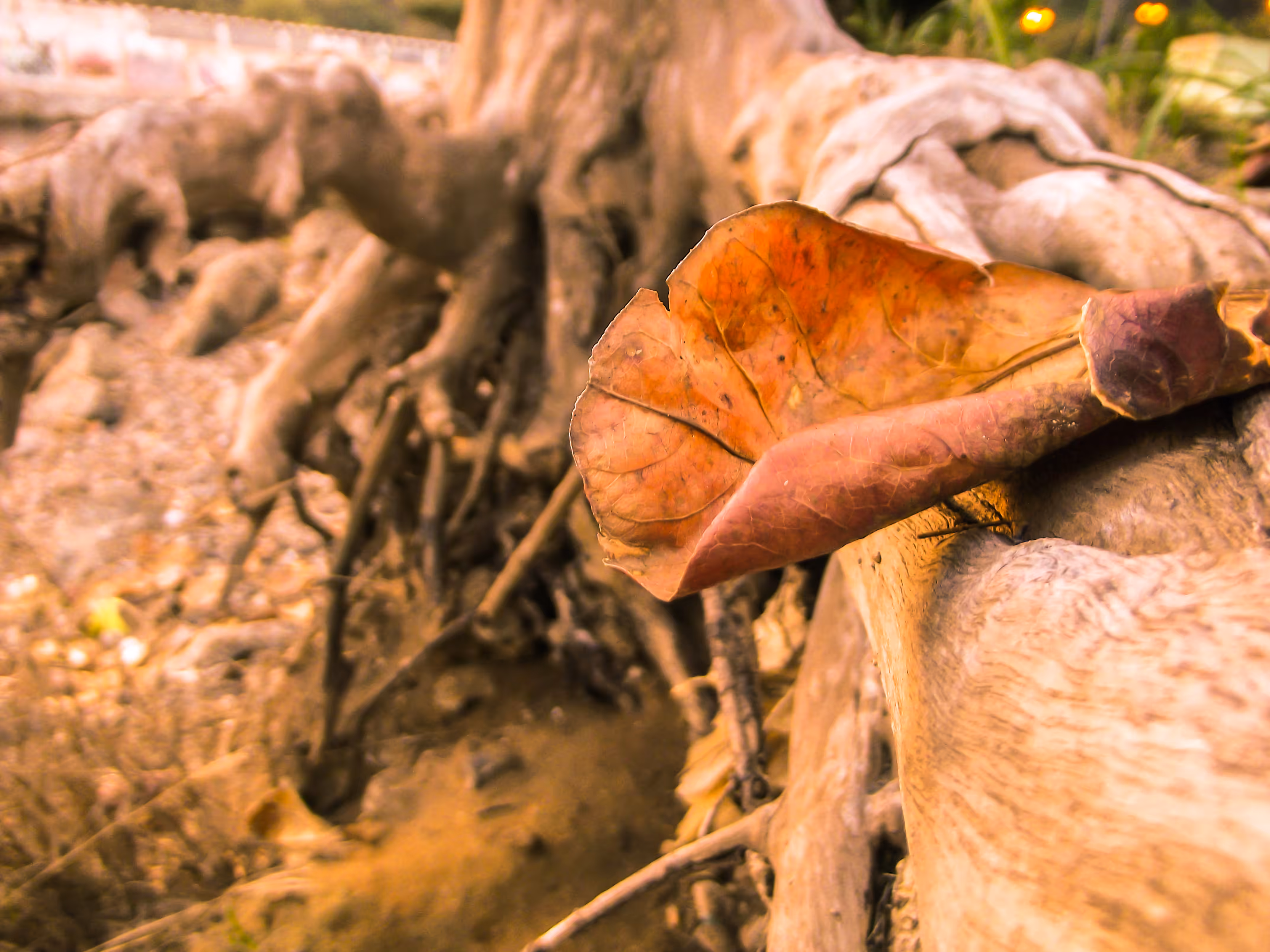 Autumn Leaf