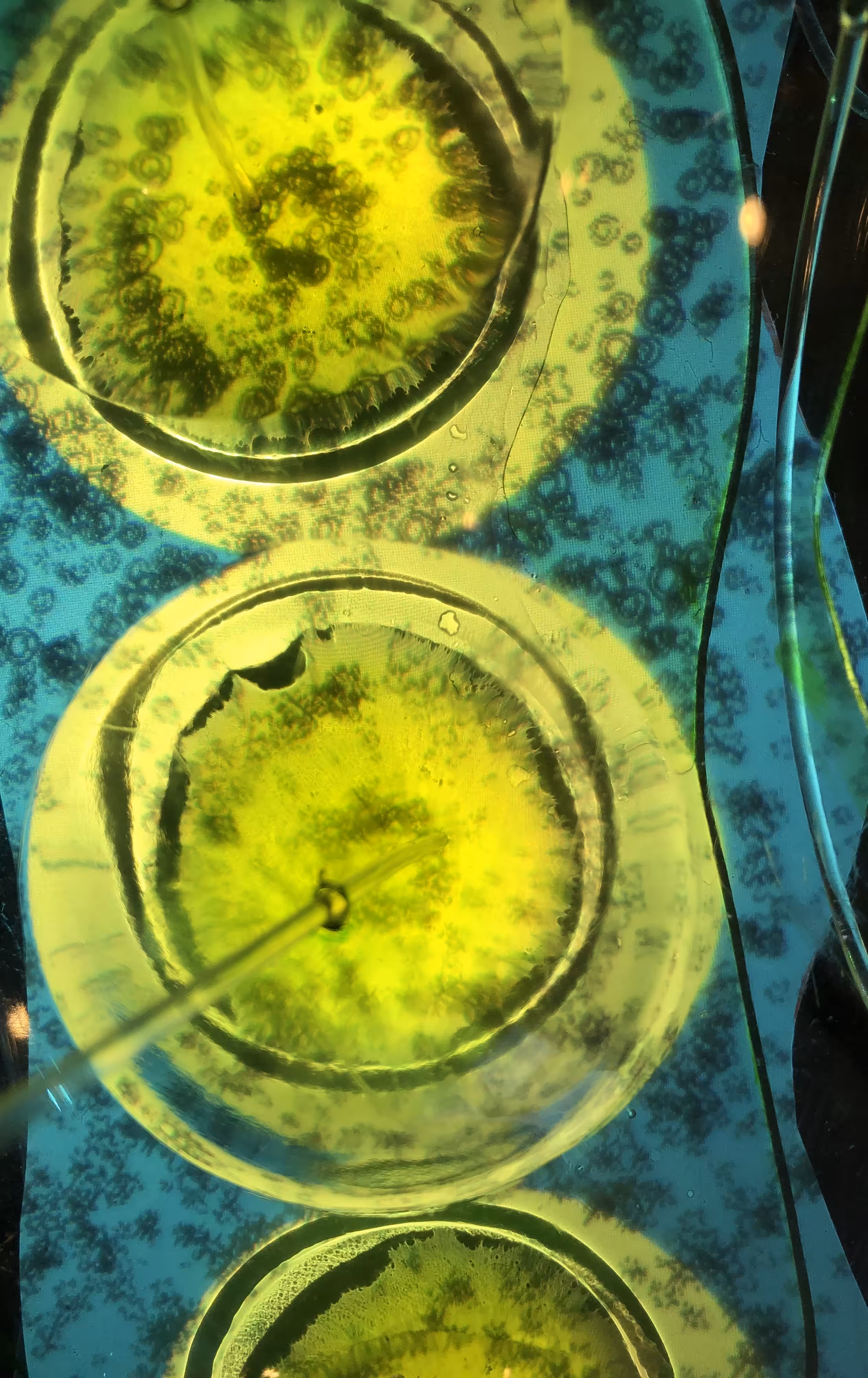 BIOTA series