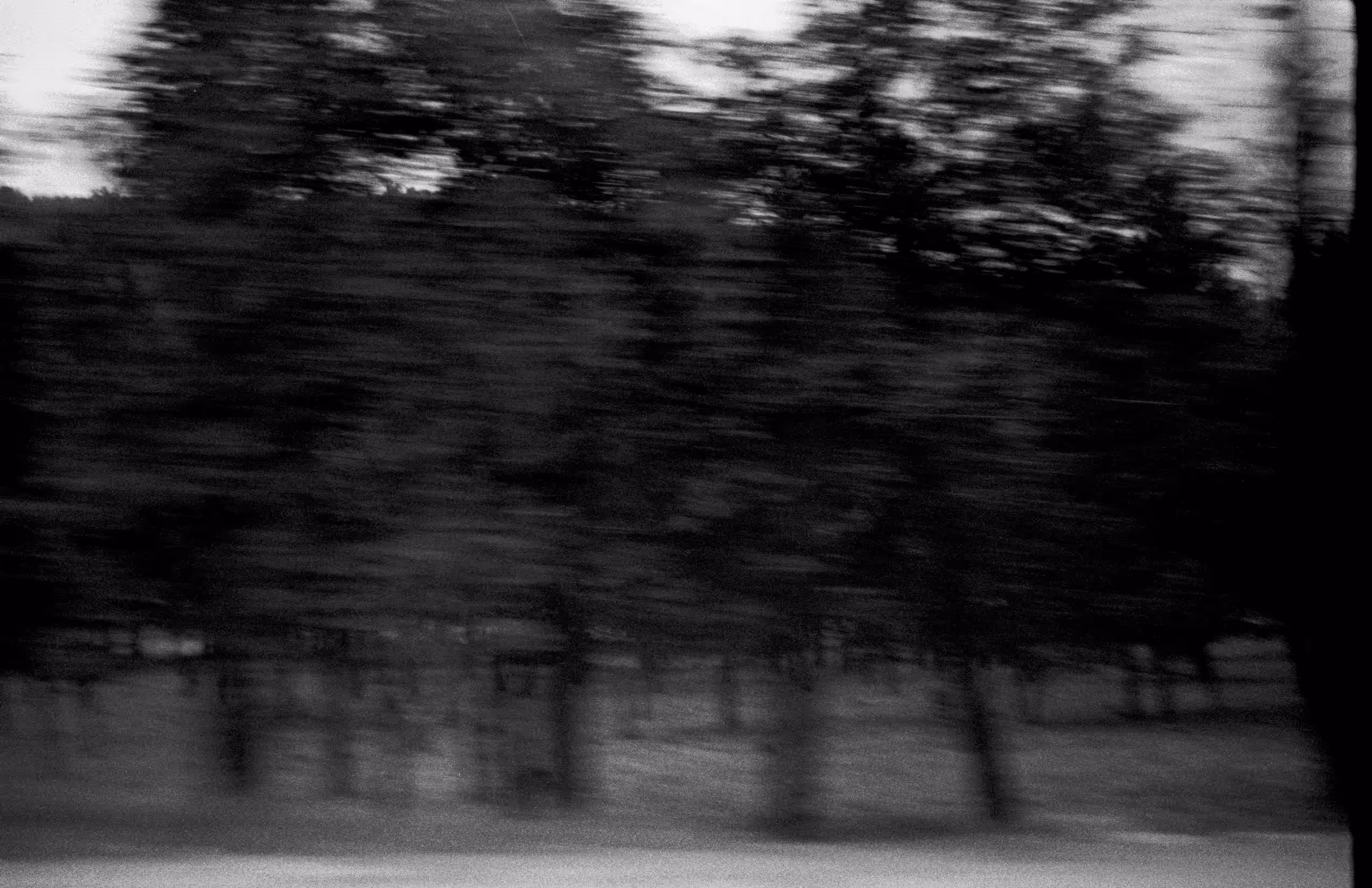 brushed trees