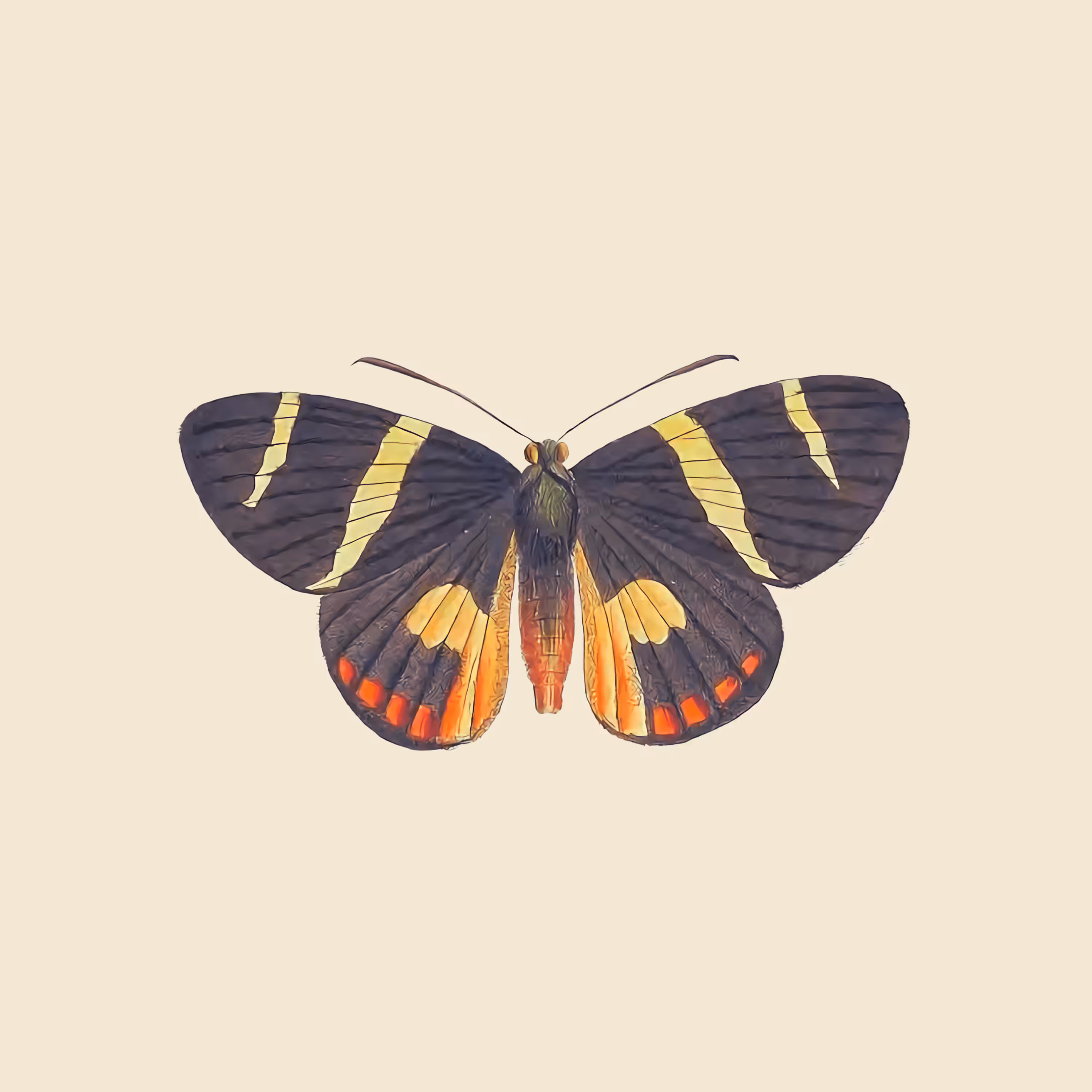 #012 Castnia Euphrosyne