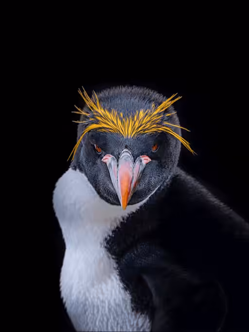 Macaroni Penguin