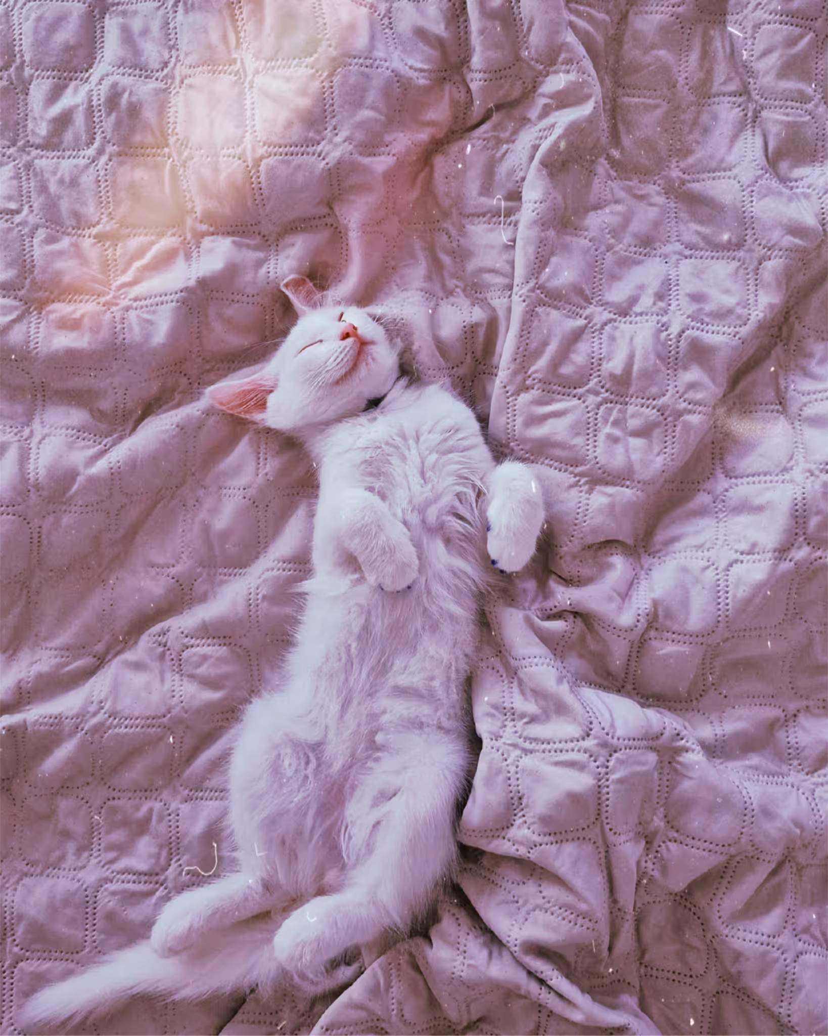 Photos: Sleepy Kingdom