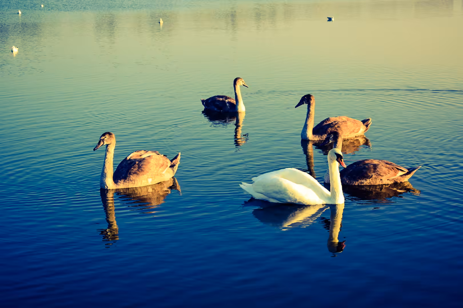Swan Lake