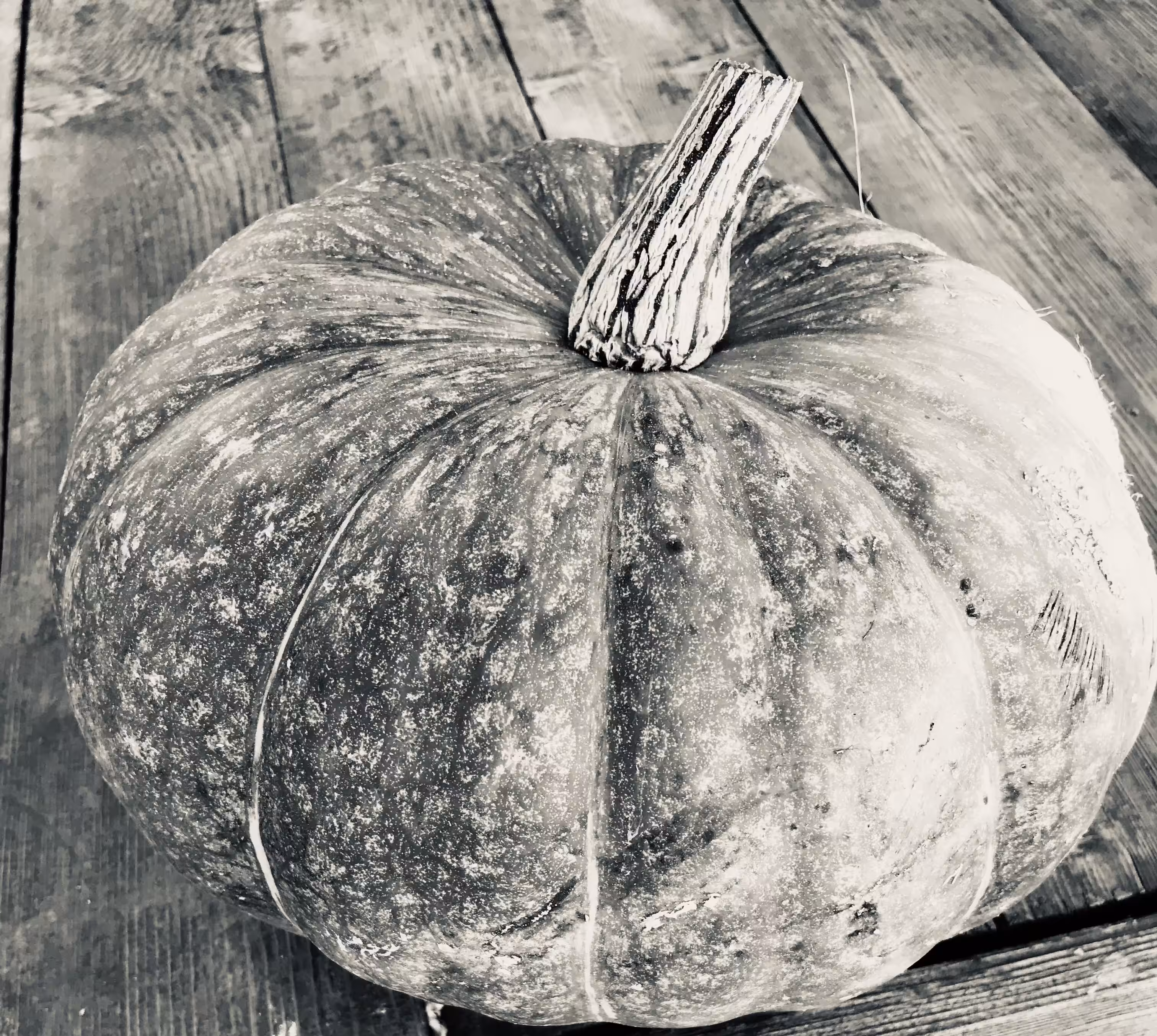 My Pumpkin
