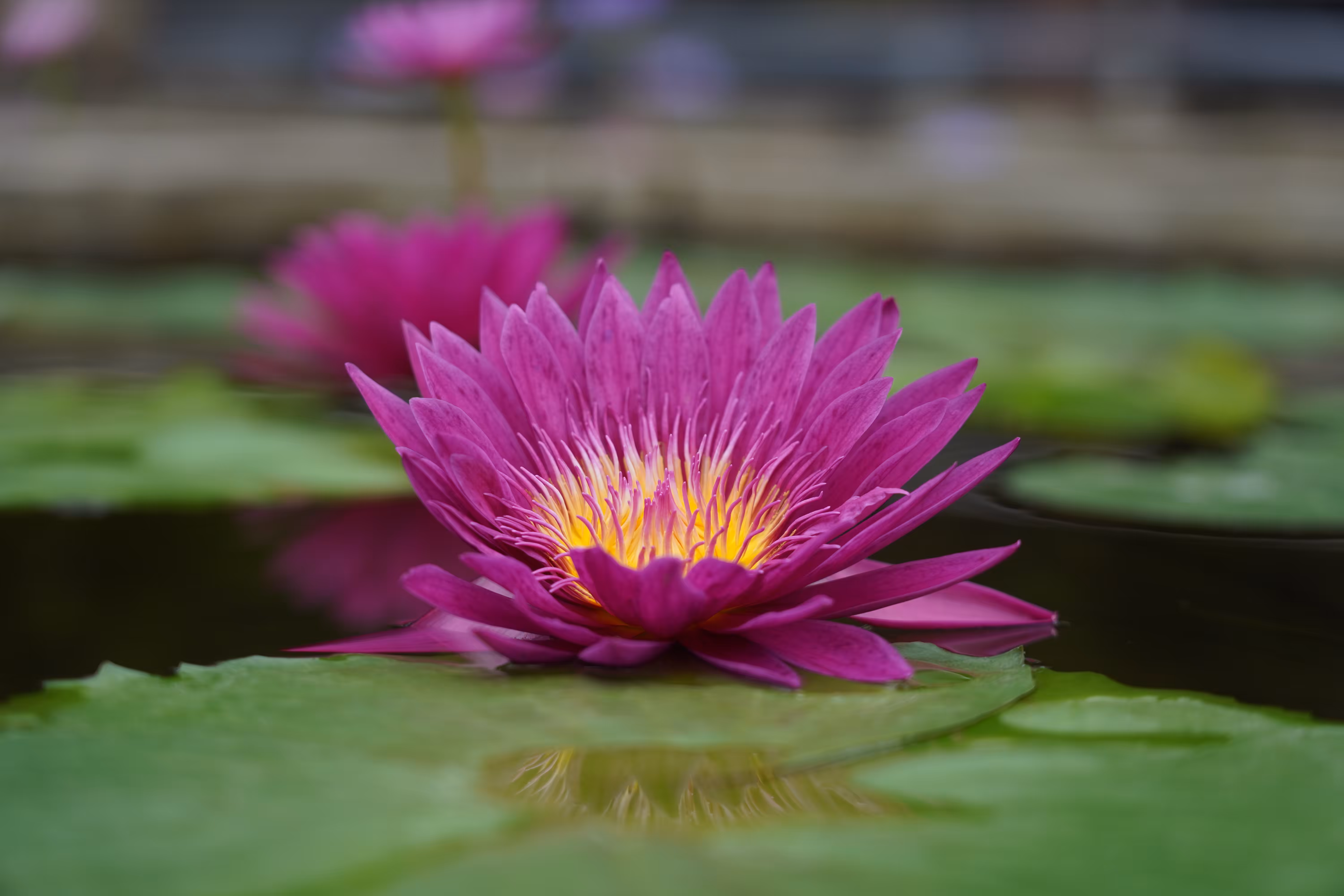 Nymphaea Bull's Eye