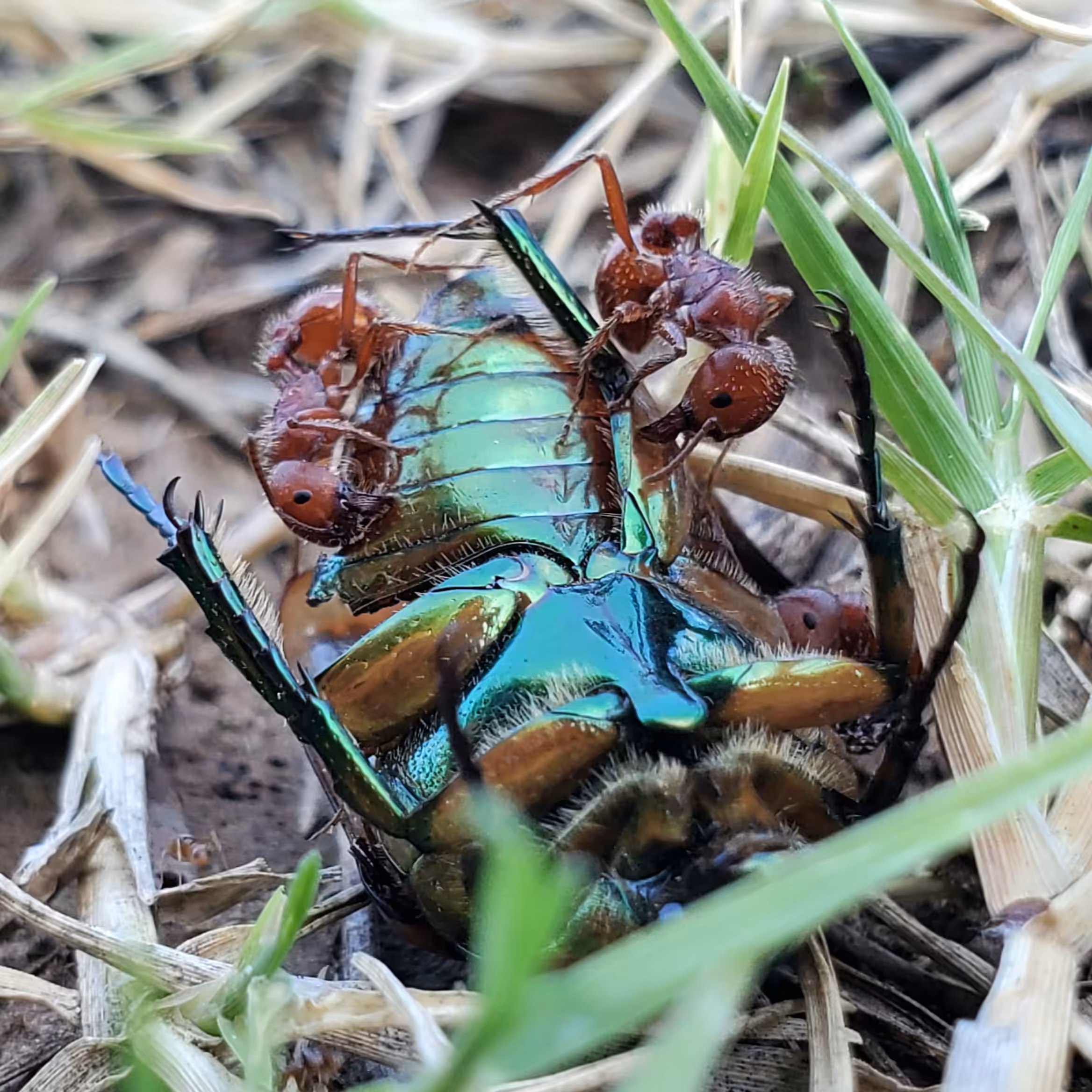 Fire Ants | Green June Beetle