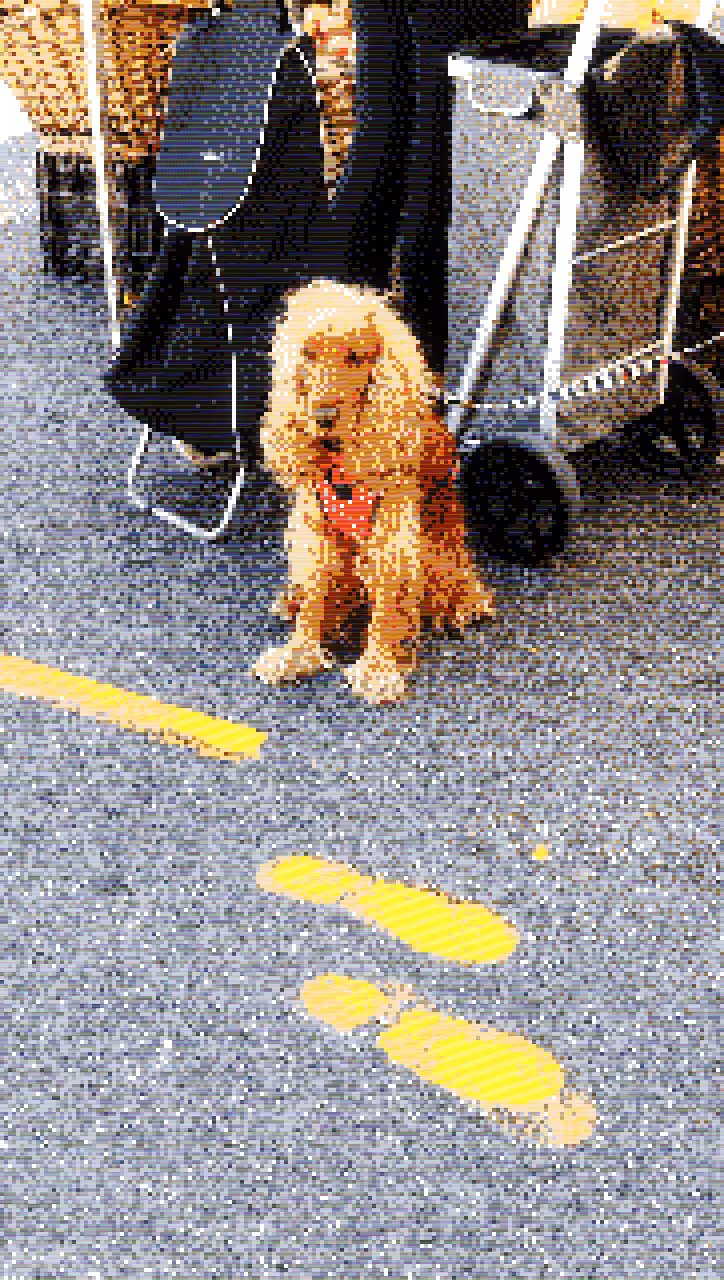 perro