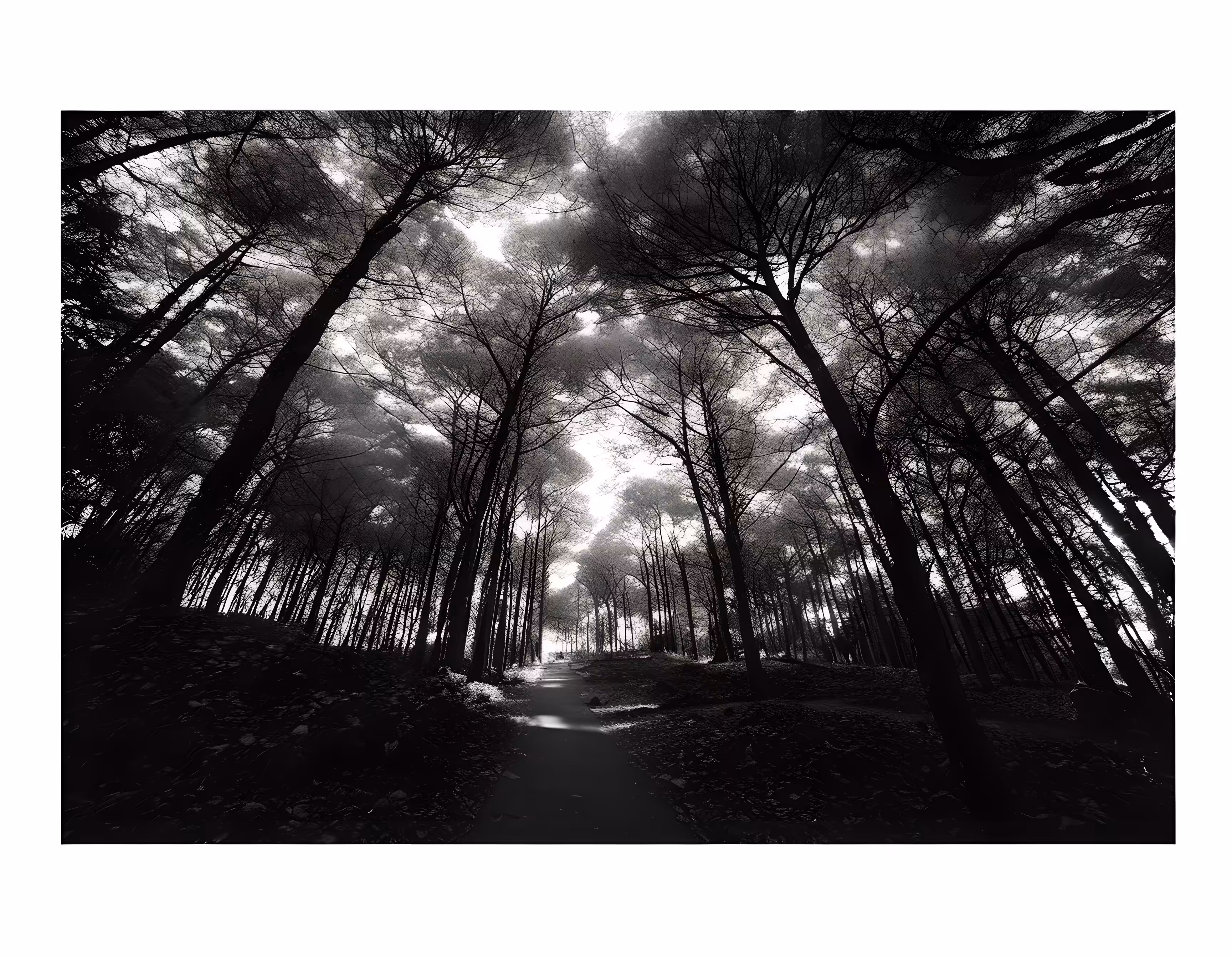 SYNTHETIC PHOTOGRAPHY RAW #61
