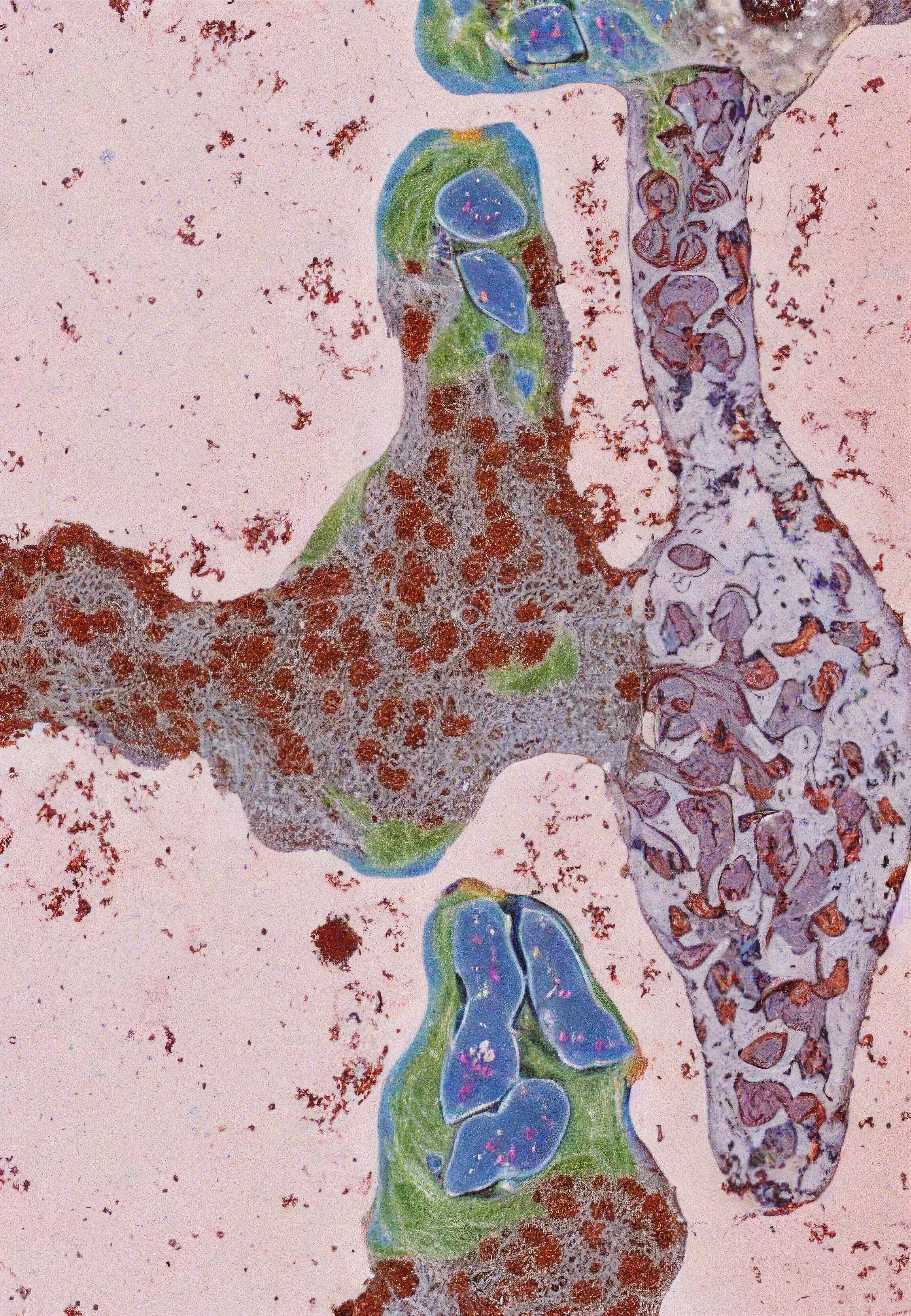 Histologia In Silico #262