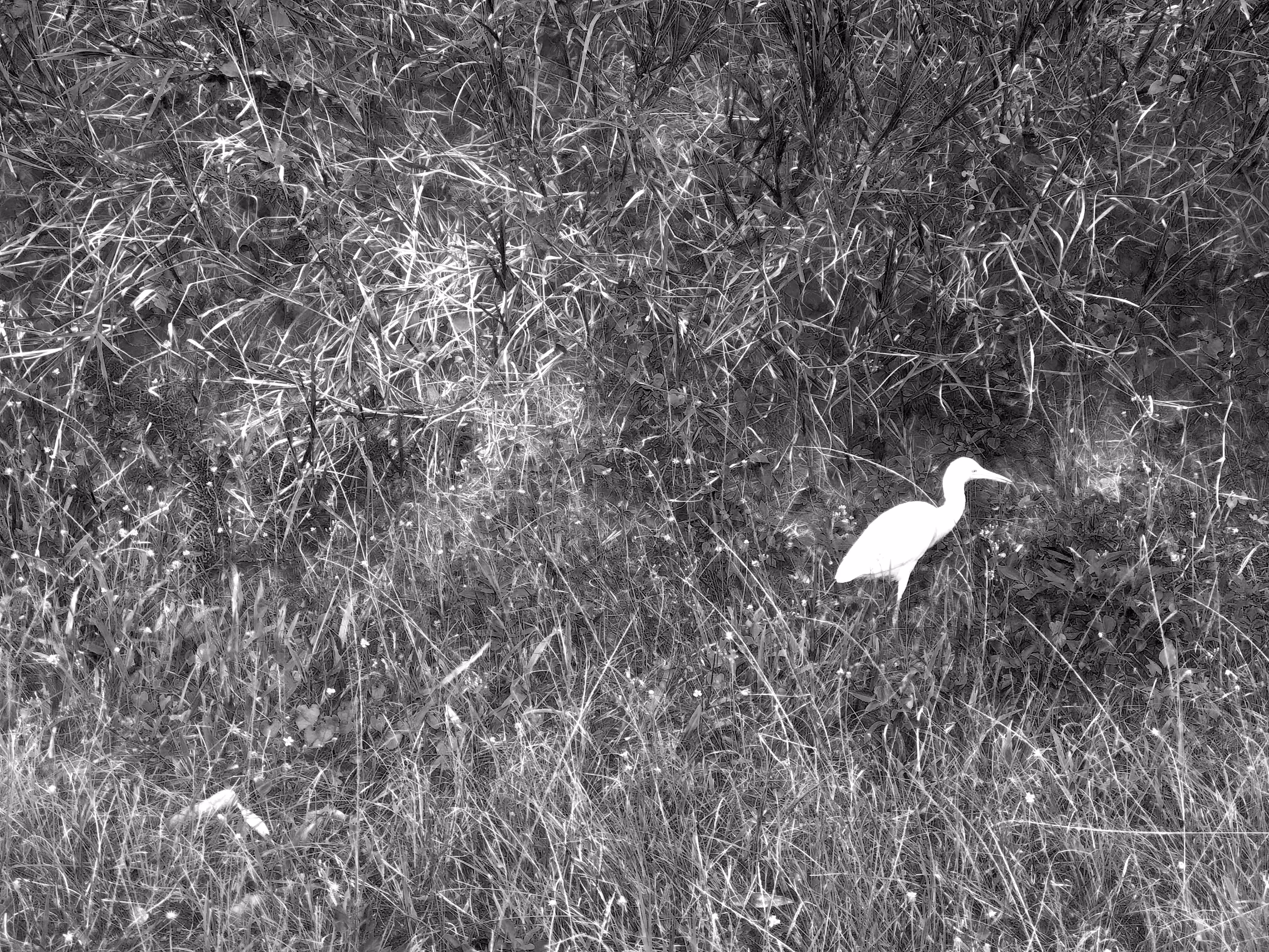 nature(mido) #26