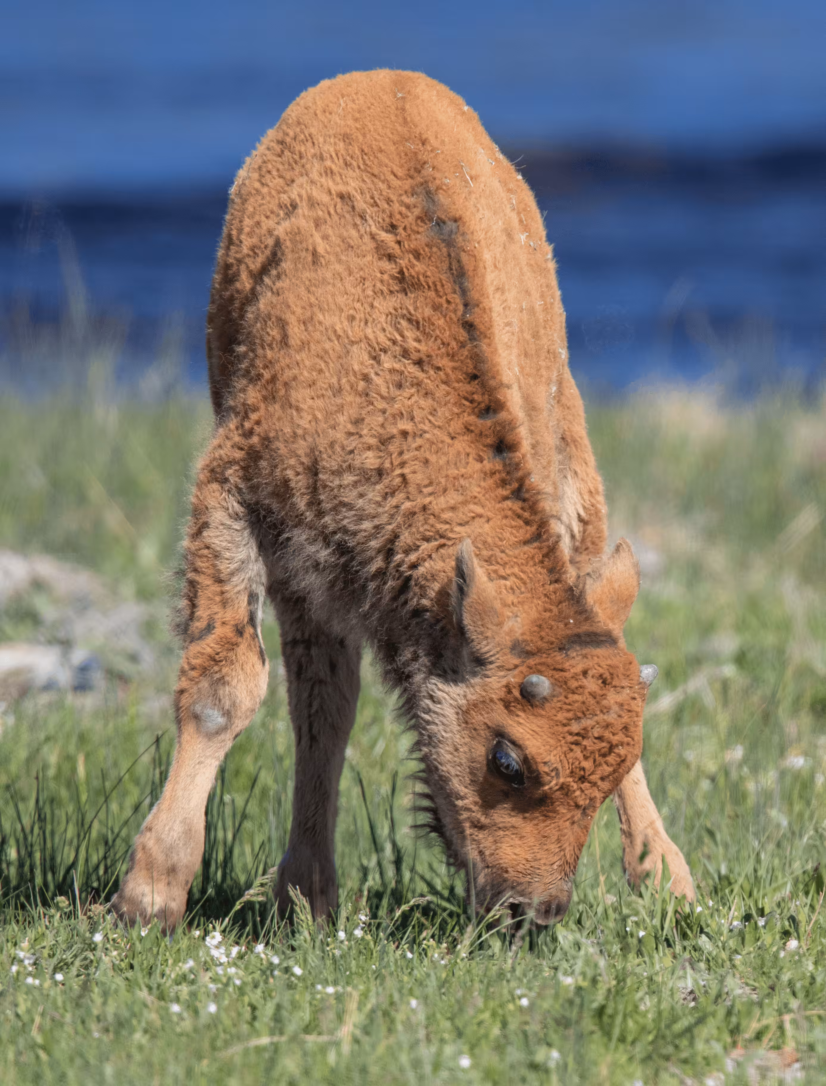 Balance #35 Bison 