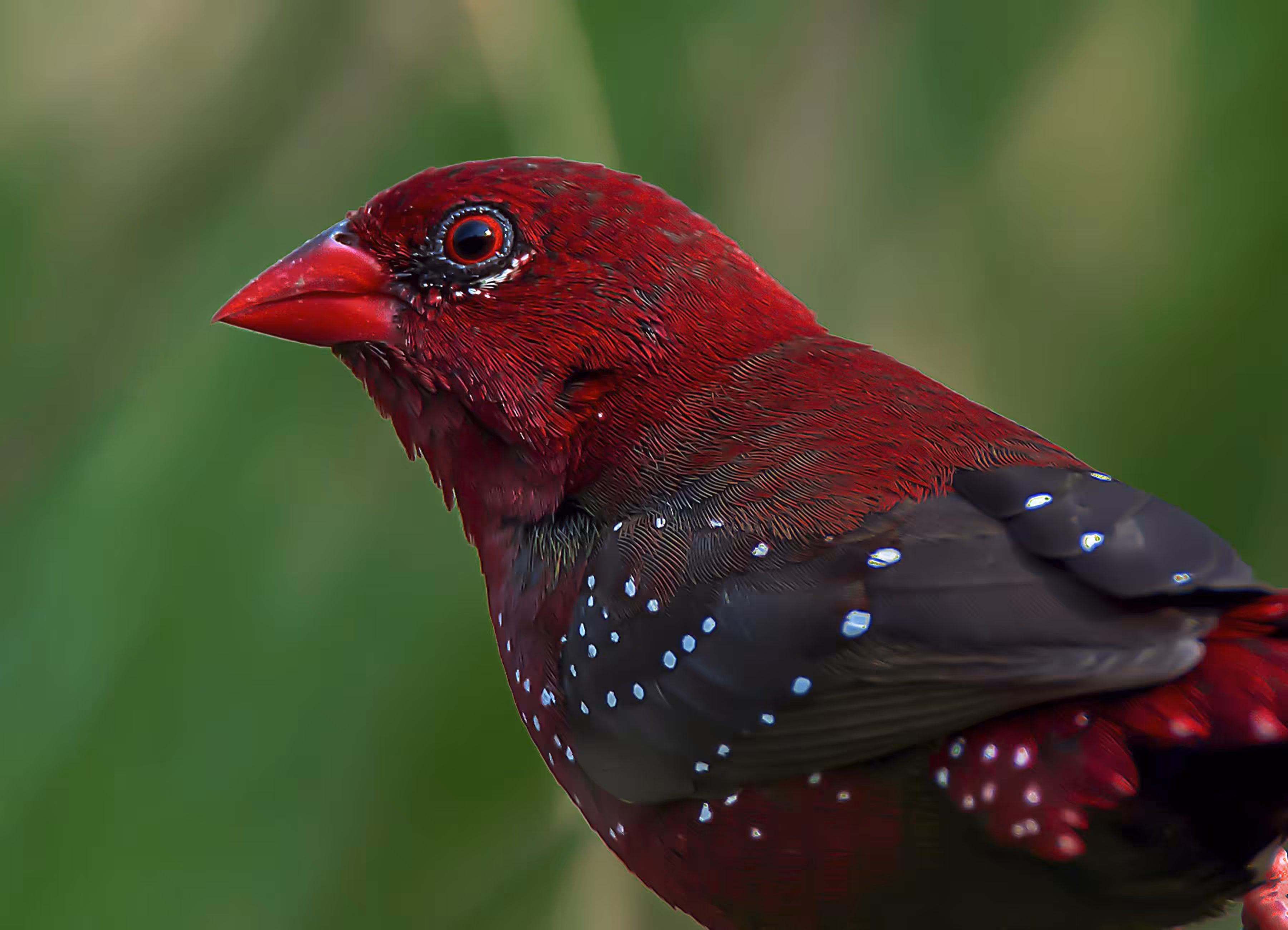 Red Avadavat