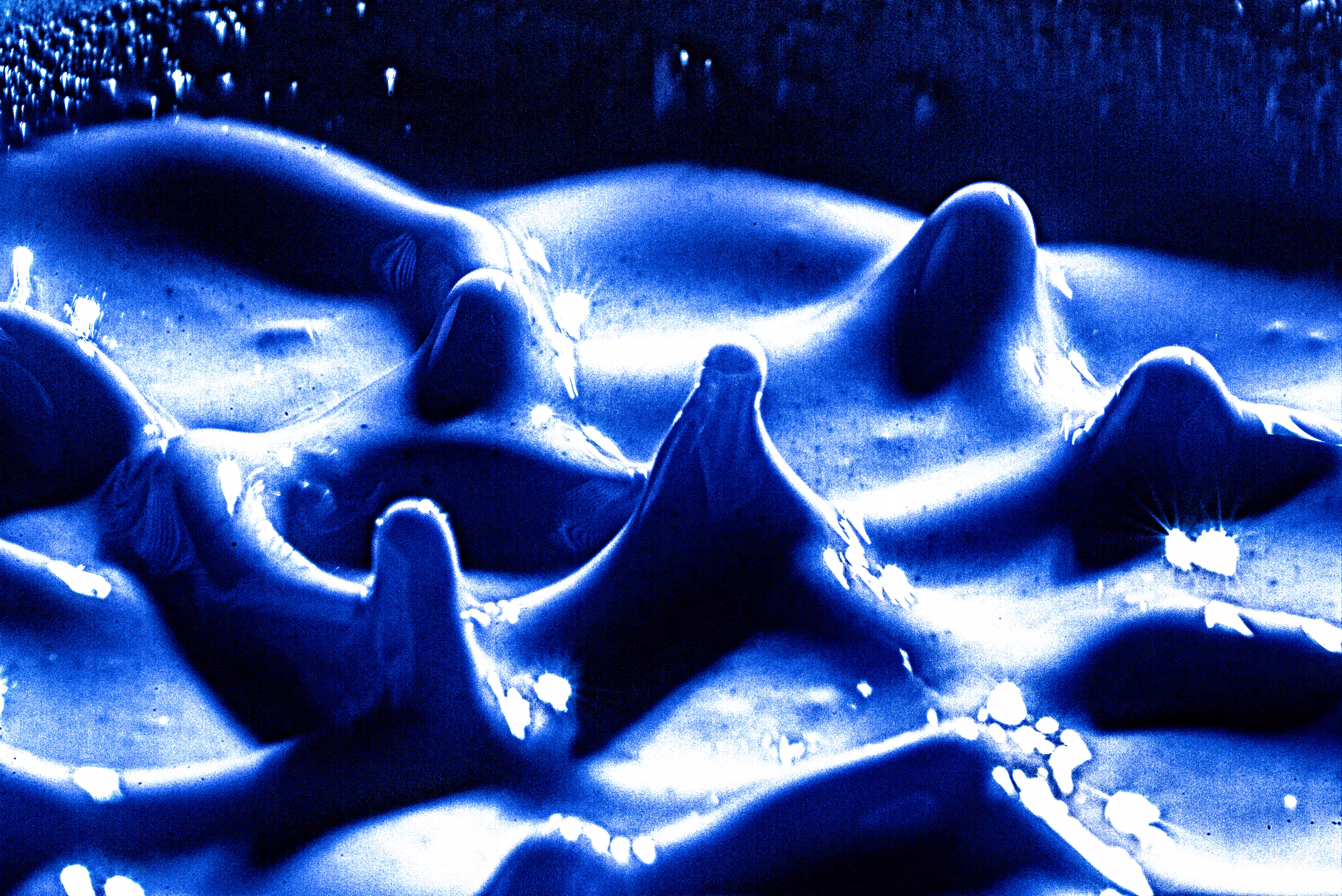 Blue Mud
