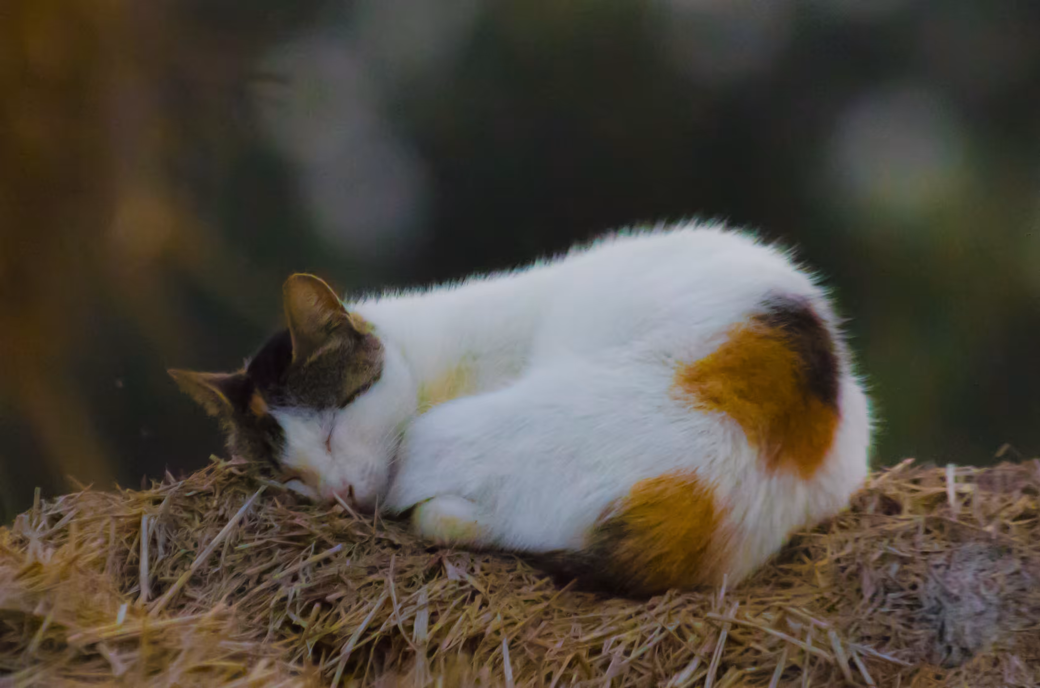 The Happy Valley: Sweet dreams