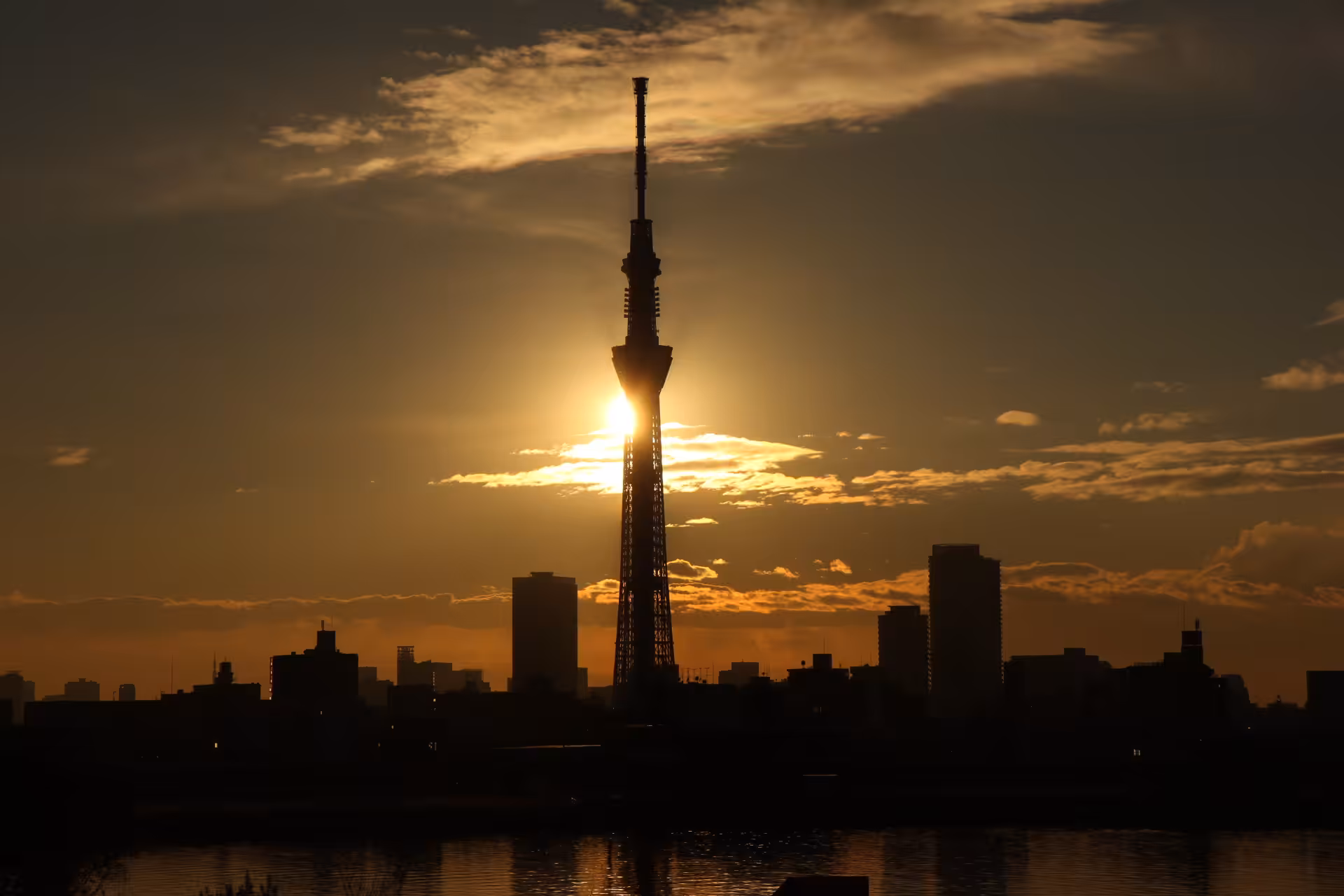 Sky Tree At Sunset