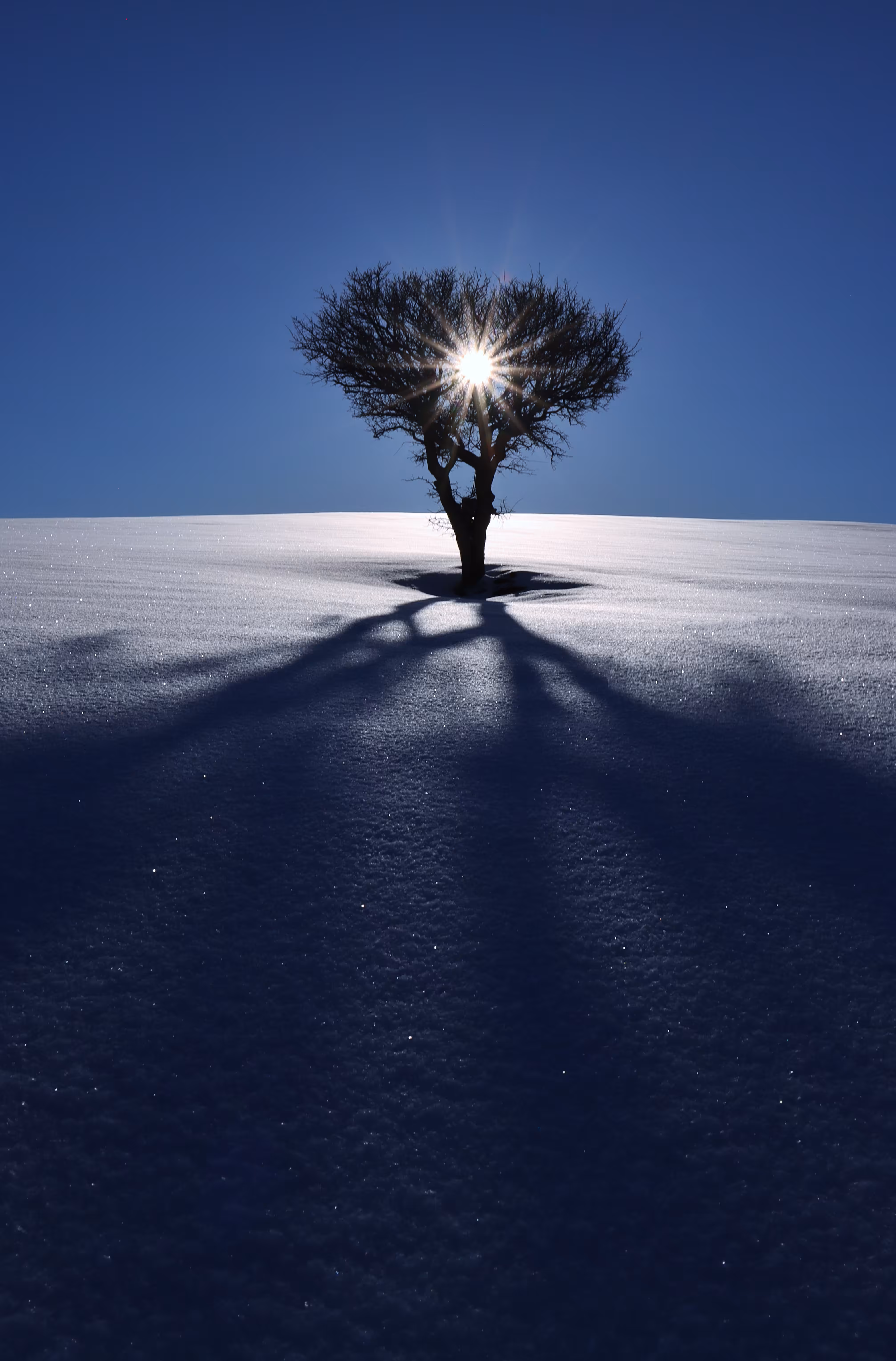 Long Shadow