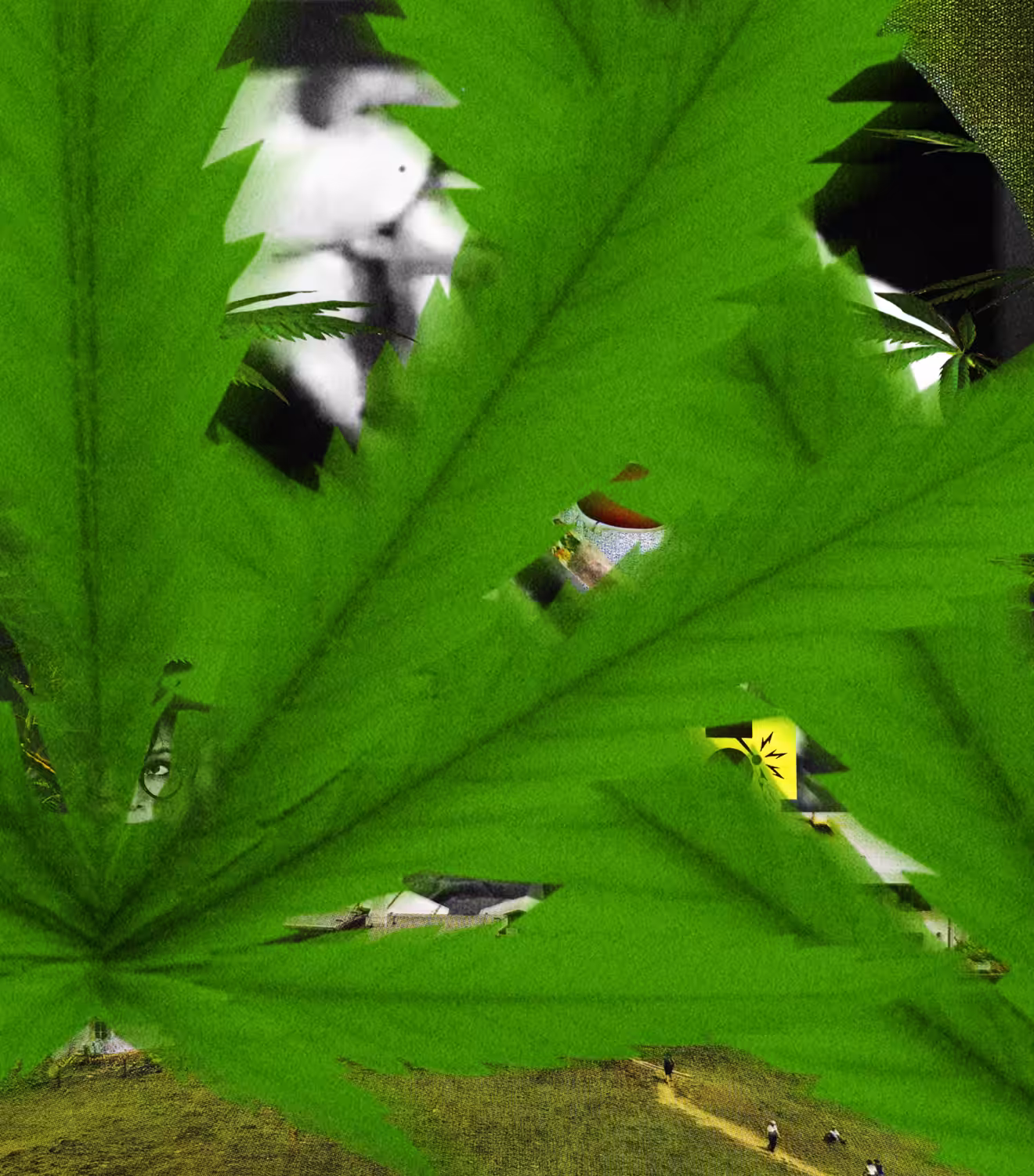 Marijuana 