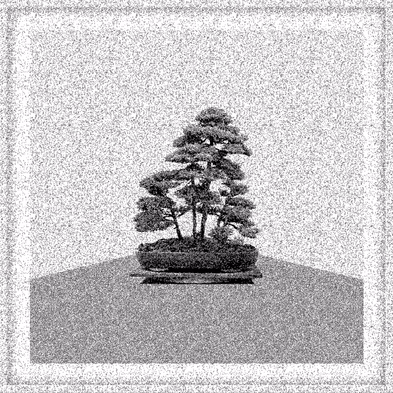 Bonsai Bonanza #888