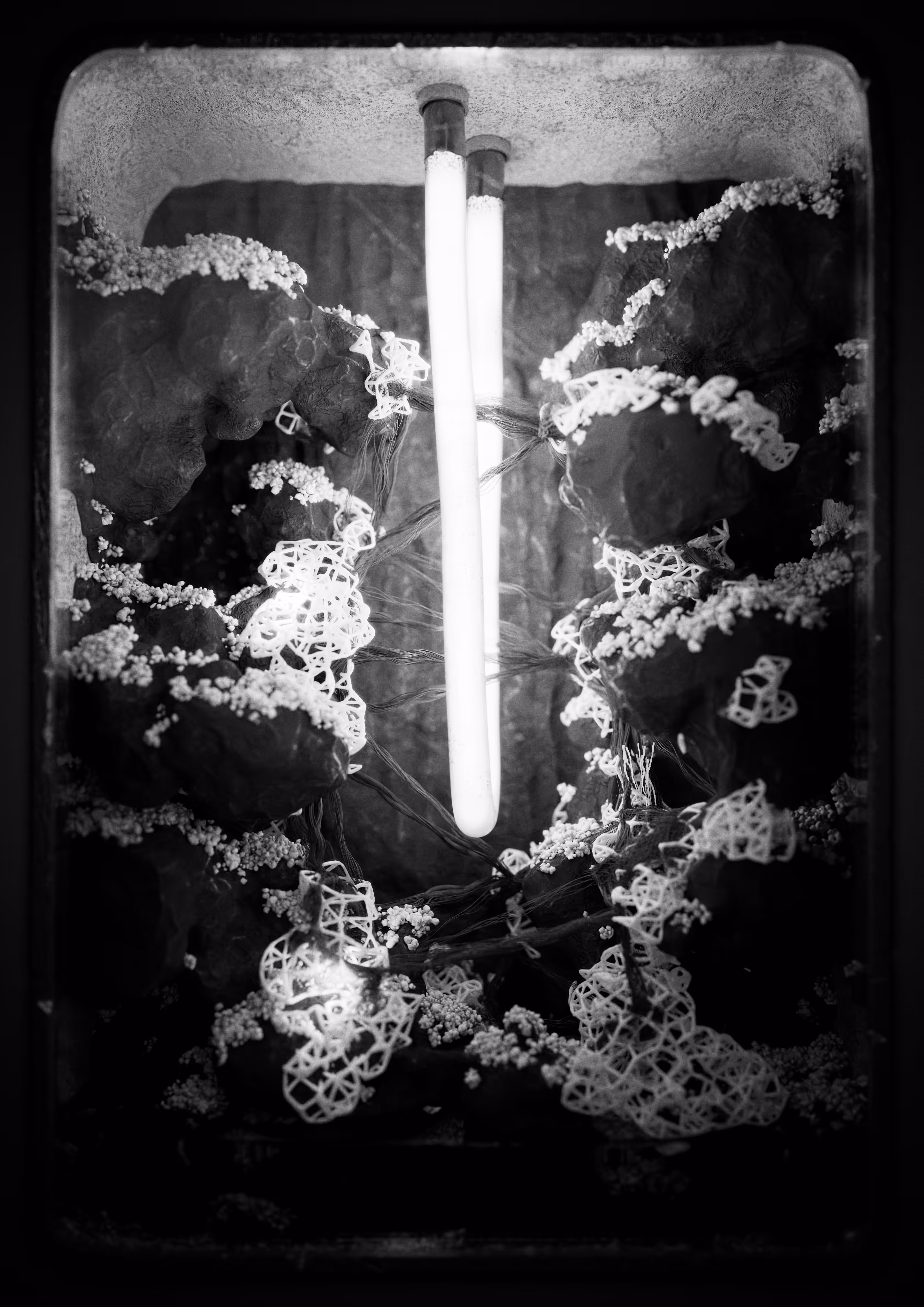 Symplasma: Experiment #14